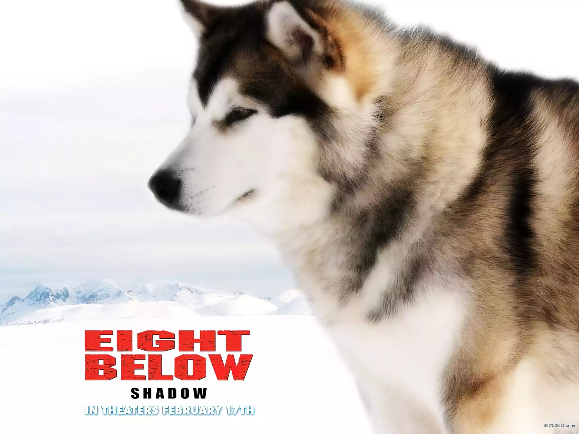 Eight Below, zima, pies, zaprzęgowy