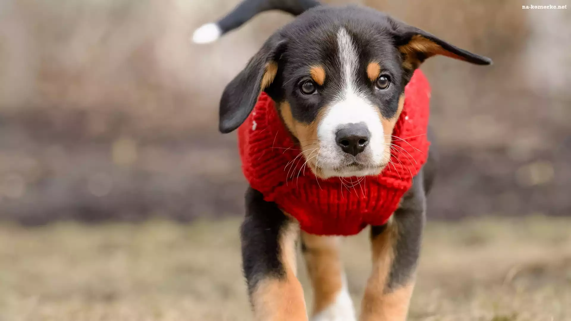 Pies, Entlebucher, Czerwone, Szczeniak, Ubranie