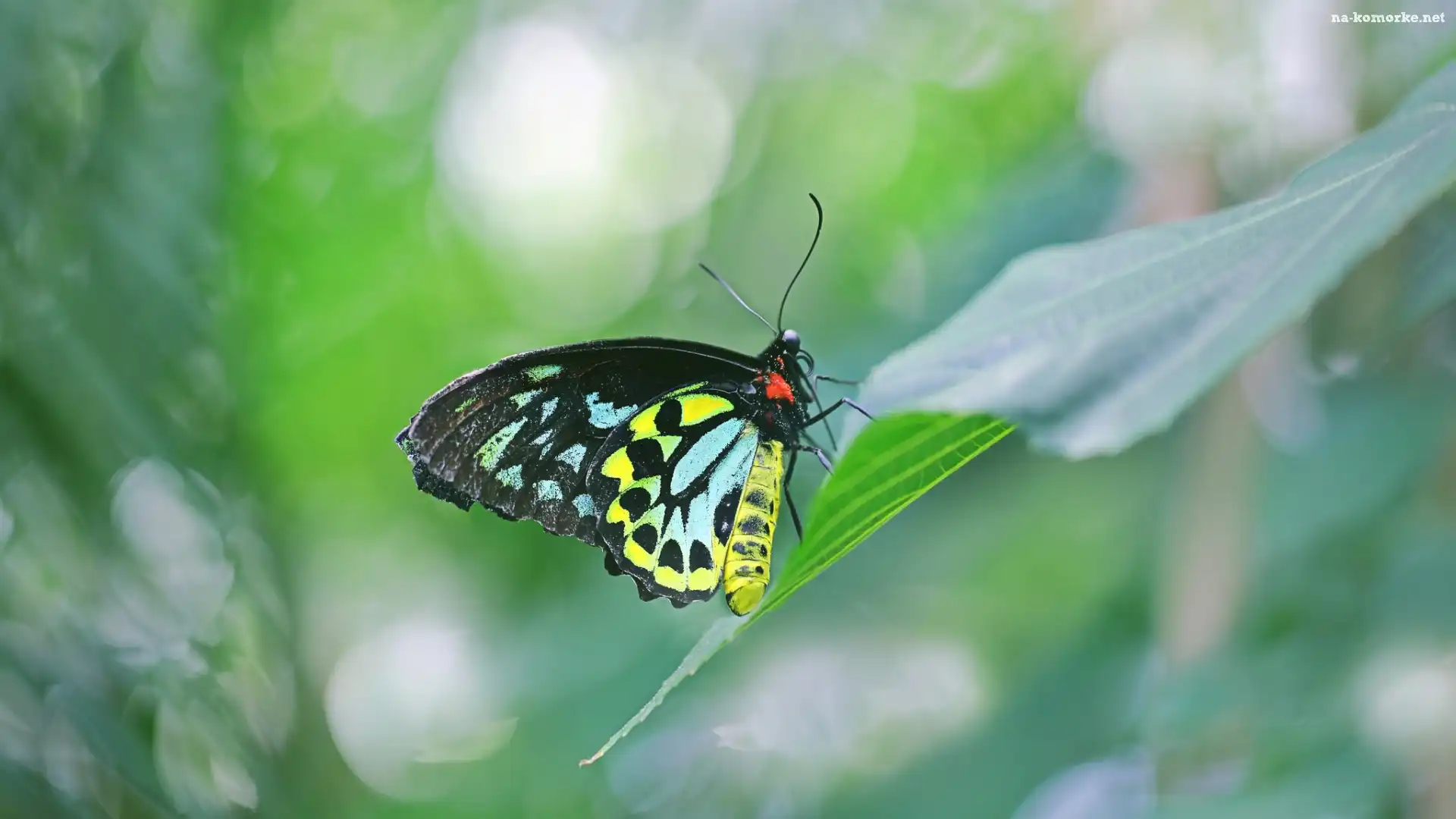 Ornithoptera euphorion, Liść, Kolorowy, Motyl