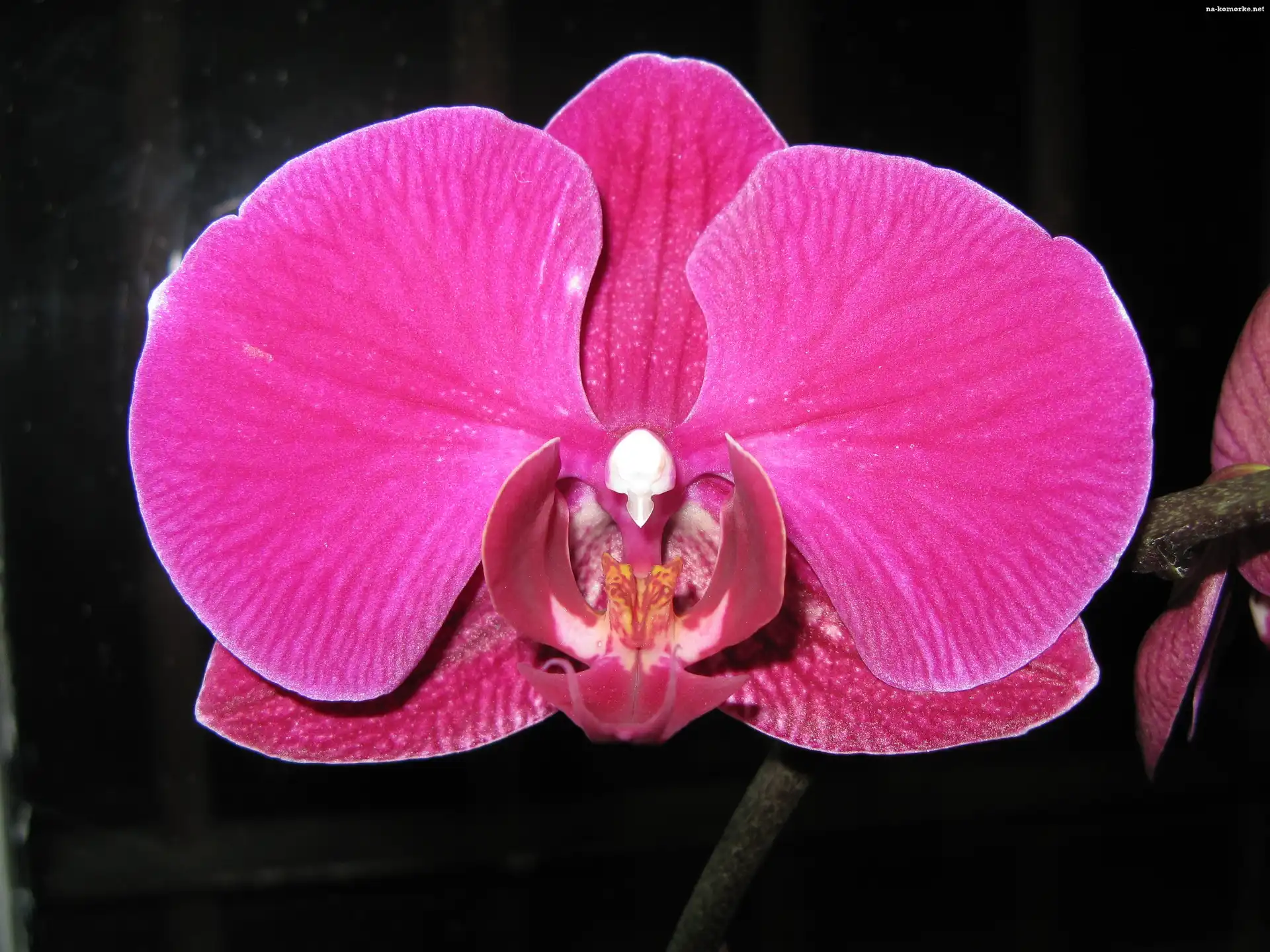 Falenopsis