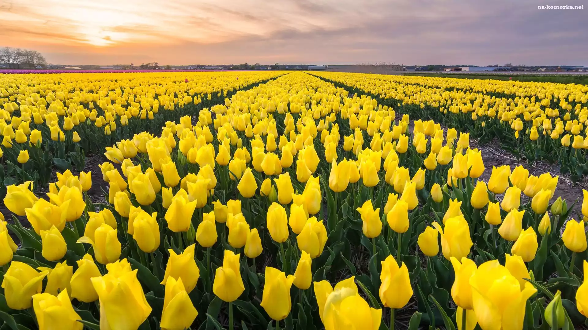 Tulipany, Żółte, Pole, Farmy