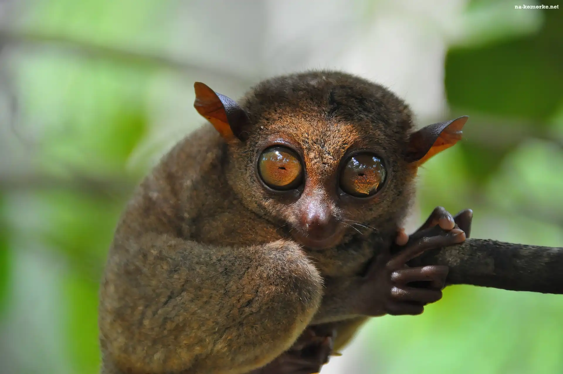 Filipiny, Wyrak, Tarsius, Małpka, Konar