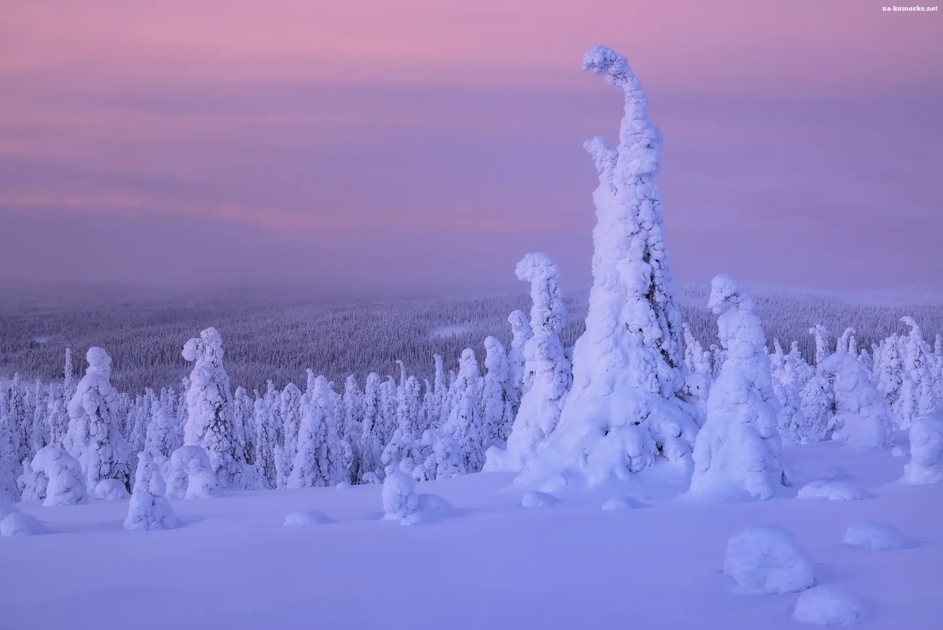 Finlandia, Zima, Śnieg, Drzewa, Rośliny