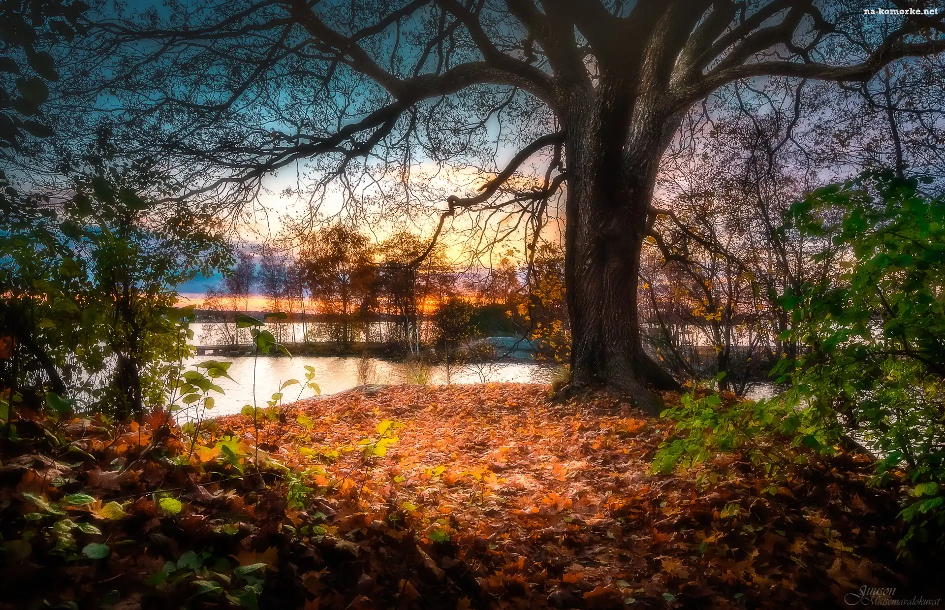 Finlandia, Drzewa, Liście, Miasto Tampere, Park Southern Park, Jezioro Pyhäjärvi, Jesień