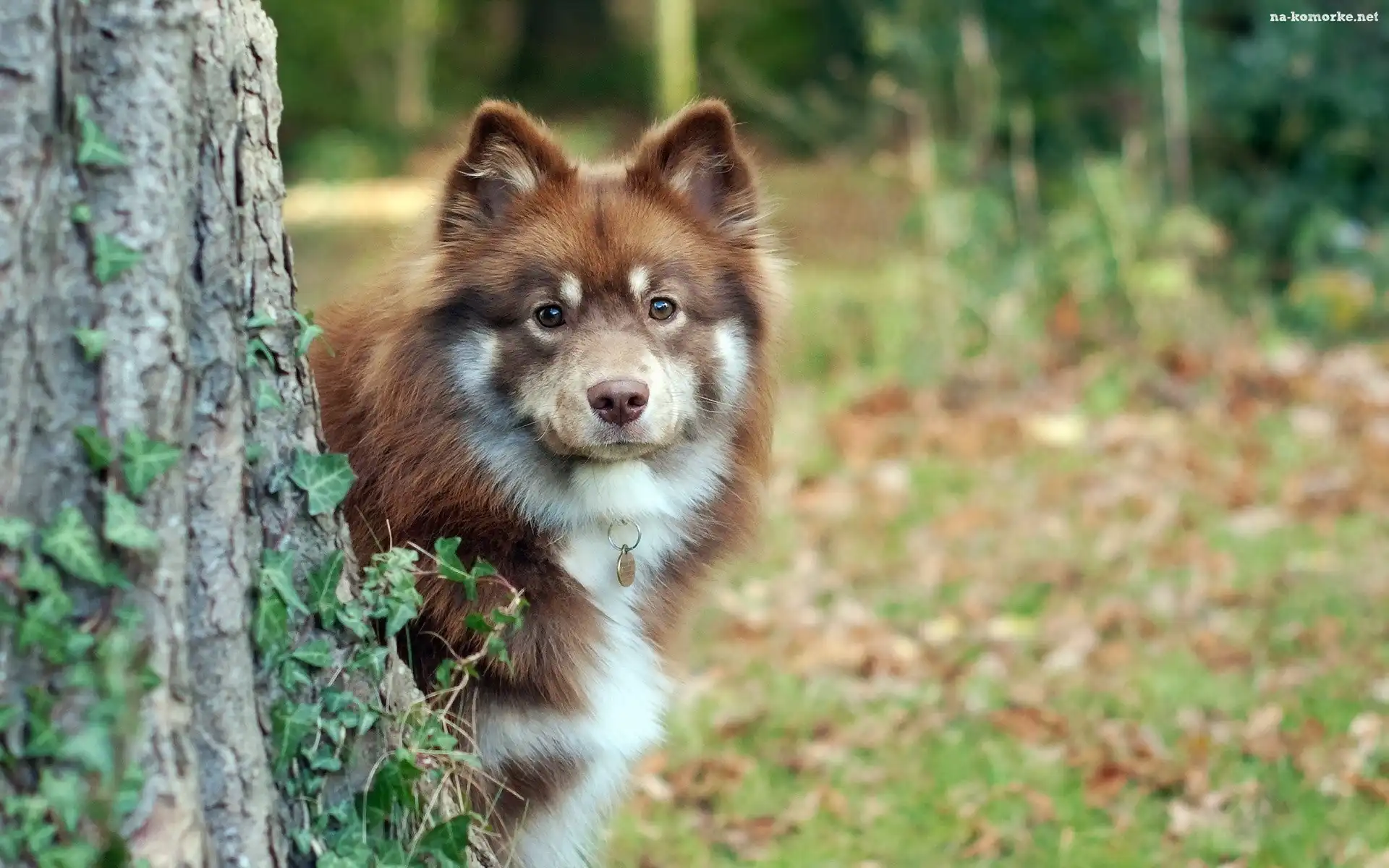Fiński lapphund, Bluszcz, Drzewo
