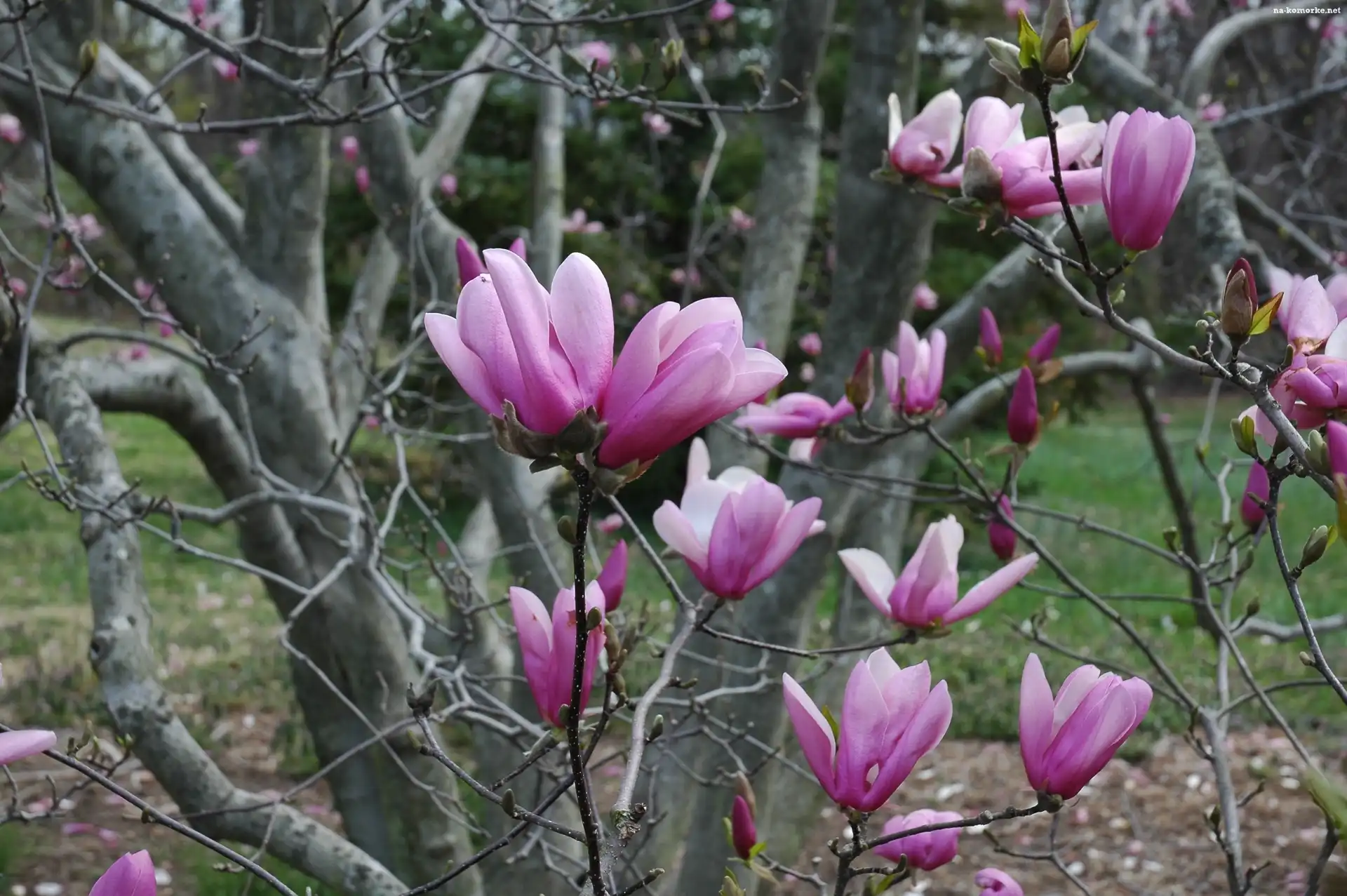 Drzewo, Fioletowe, Magnolie