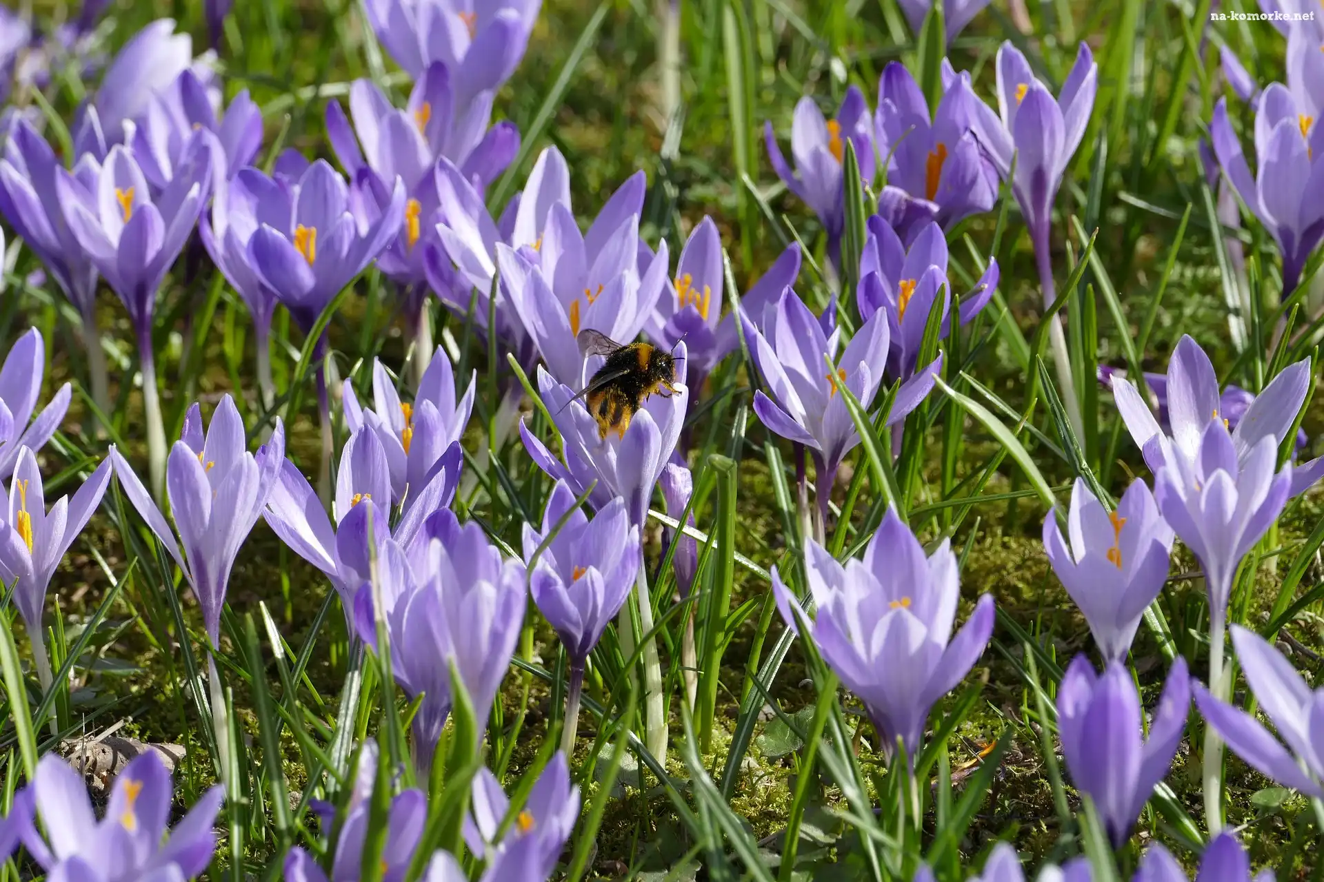Fioletowe, Owad, Krokusy, Trzmiel