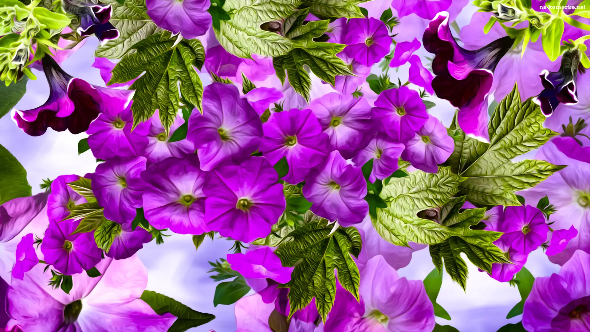 Fioletowe, Grafika, Kwiaty, Petunia