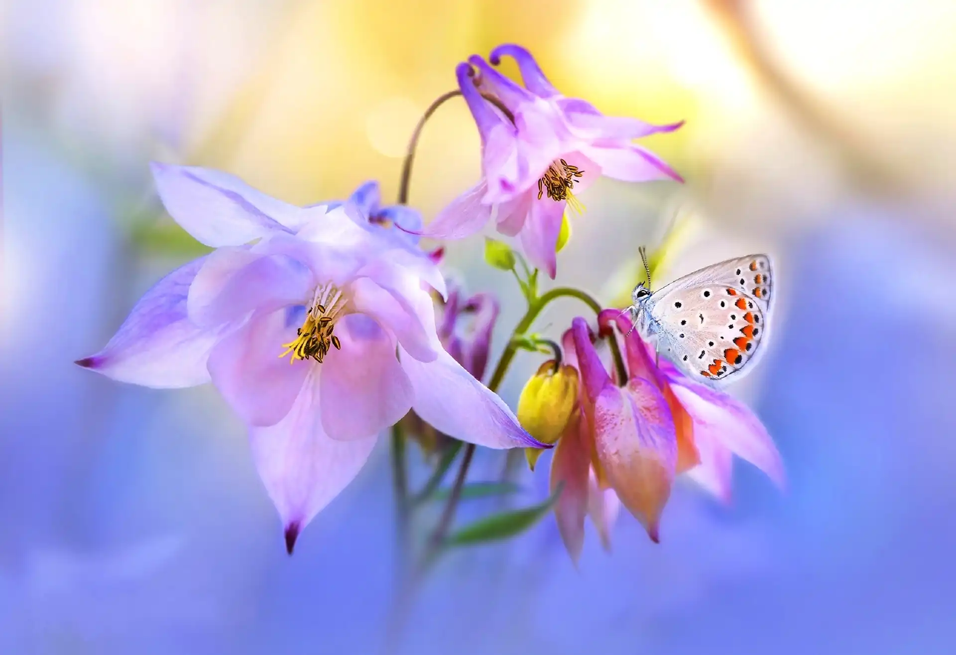 Fioletowe, Makro, Kwiaty, Motyl