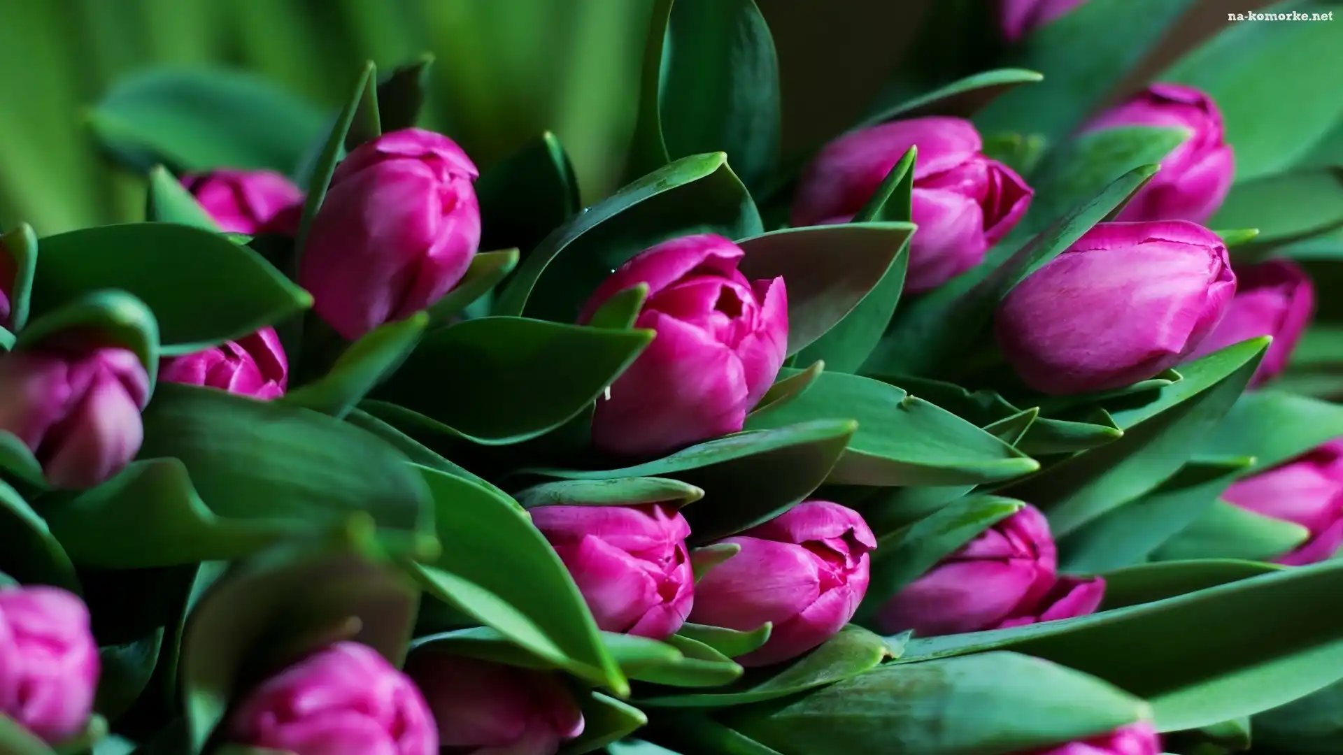 Kwiaty, Fioletowe, Tulipany