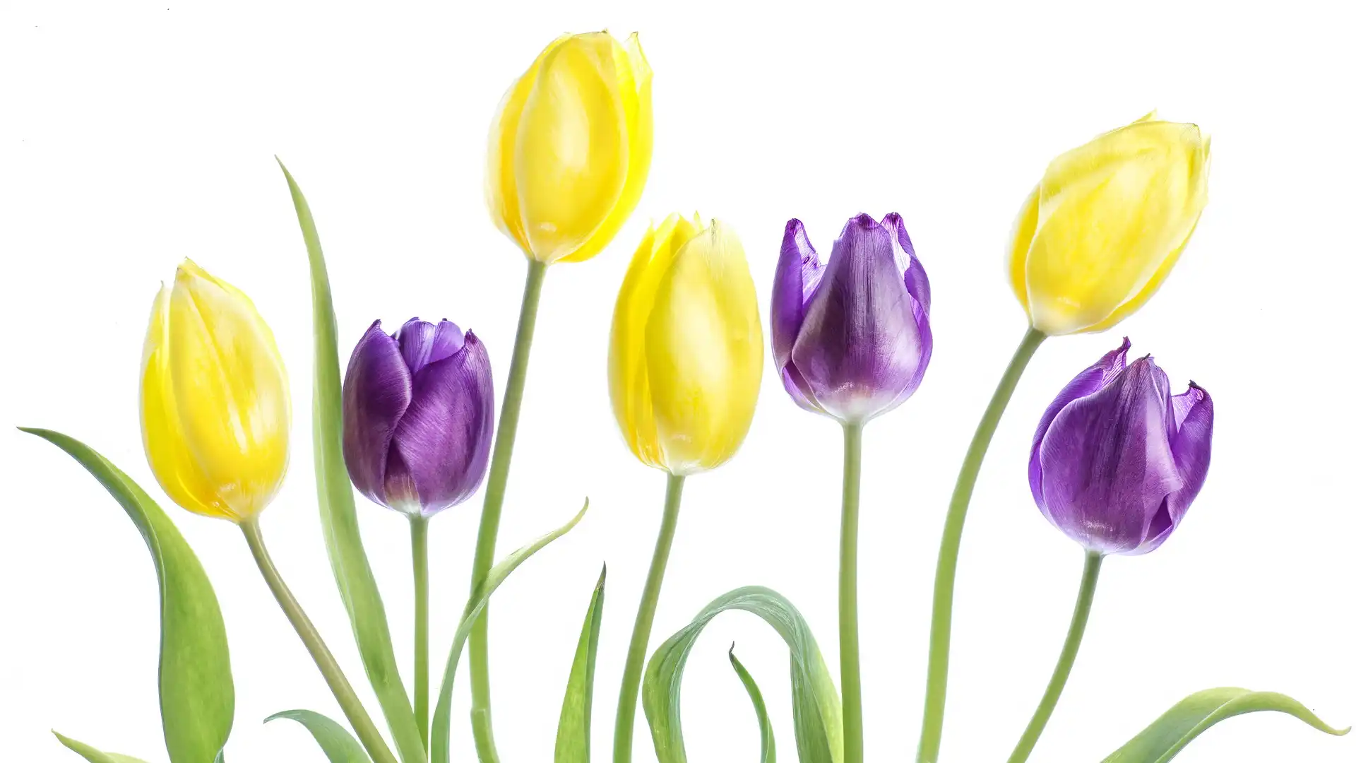 Fioletowe, Białe tło, Żółte, Tulipany