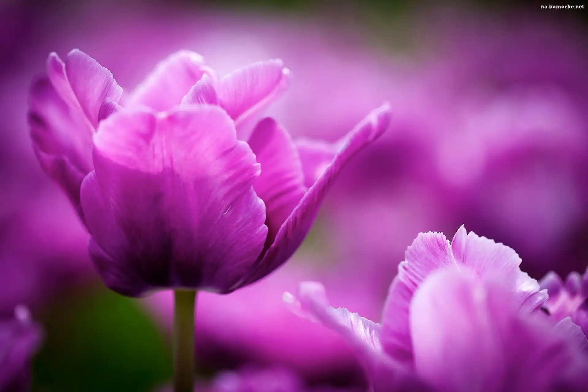 Fioletowe, Tulipany