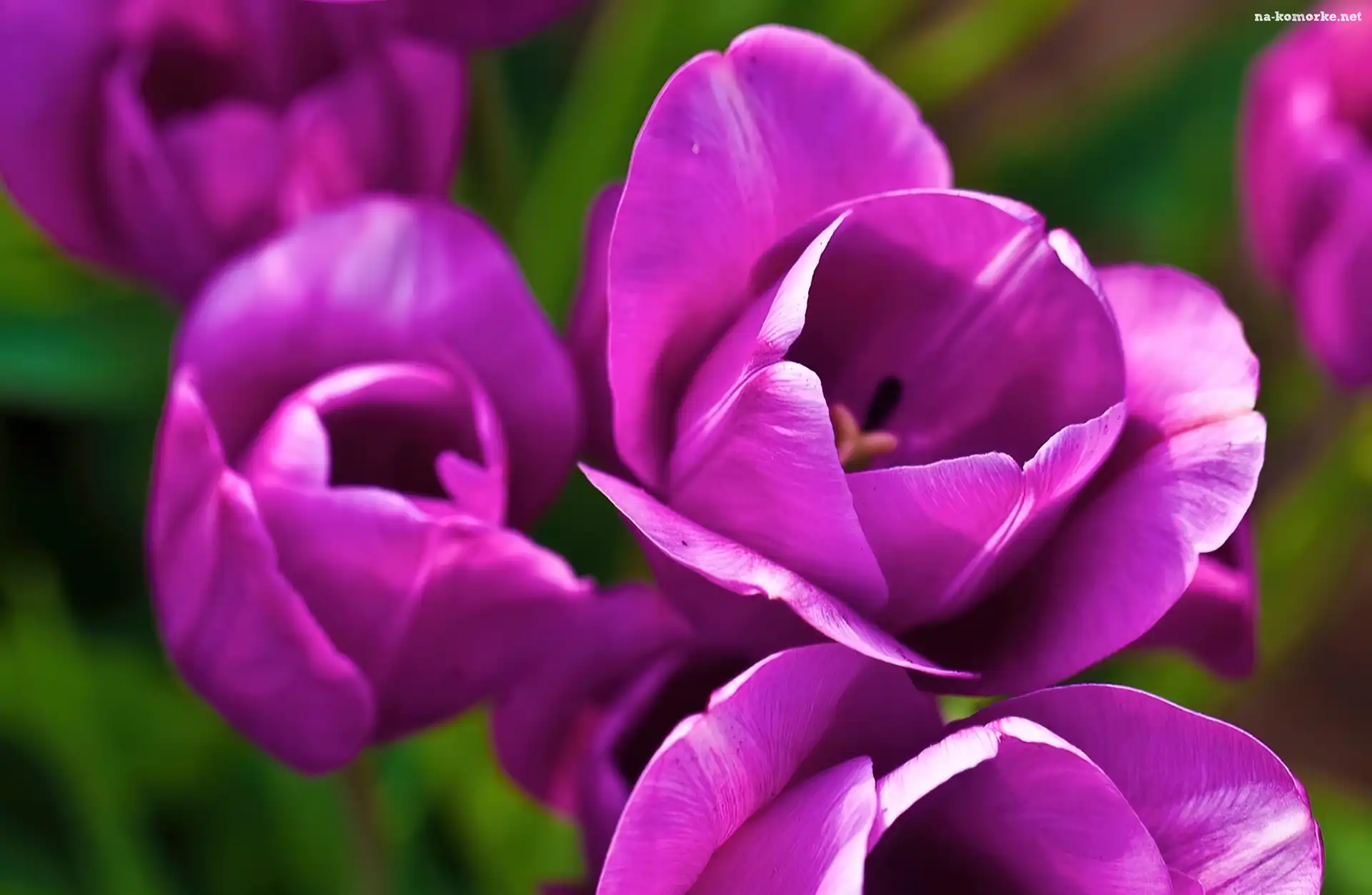 Fioletowe, Tulipany