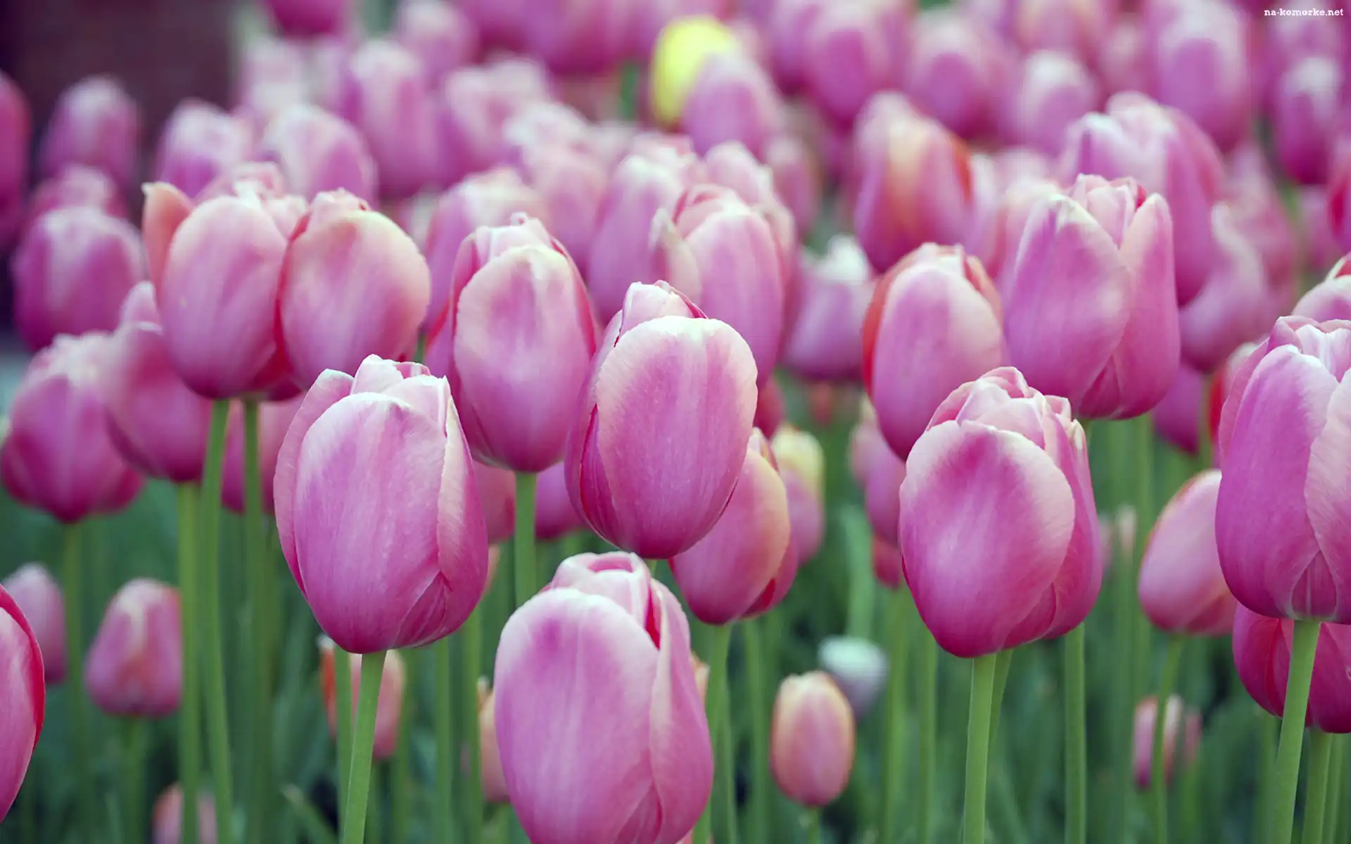 Fioletowe, Tulipany