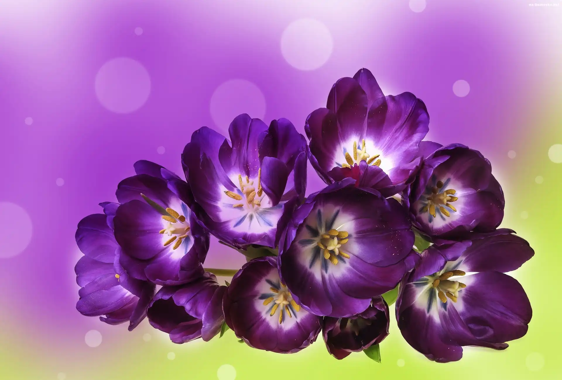 Fioletowe, Tulipany