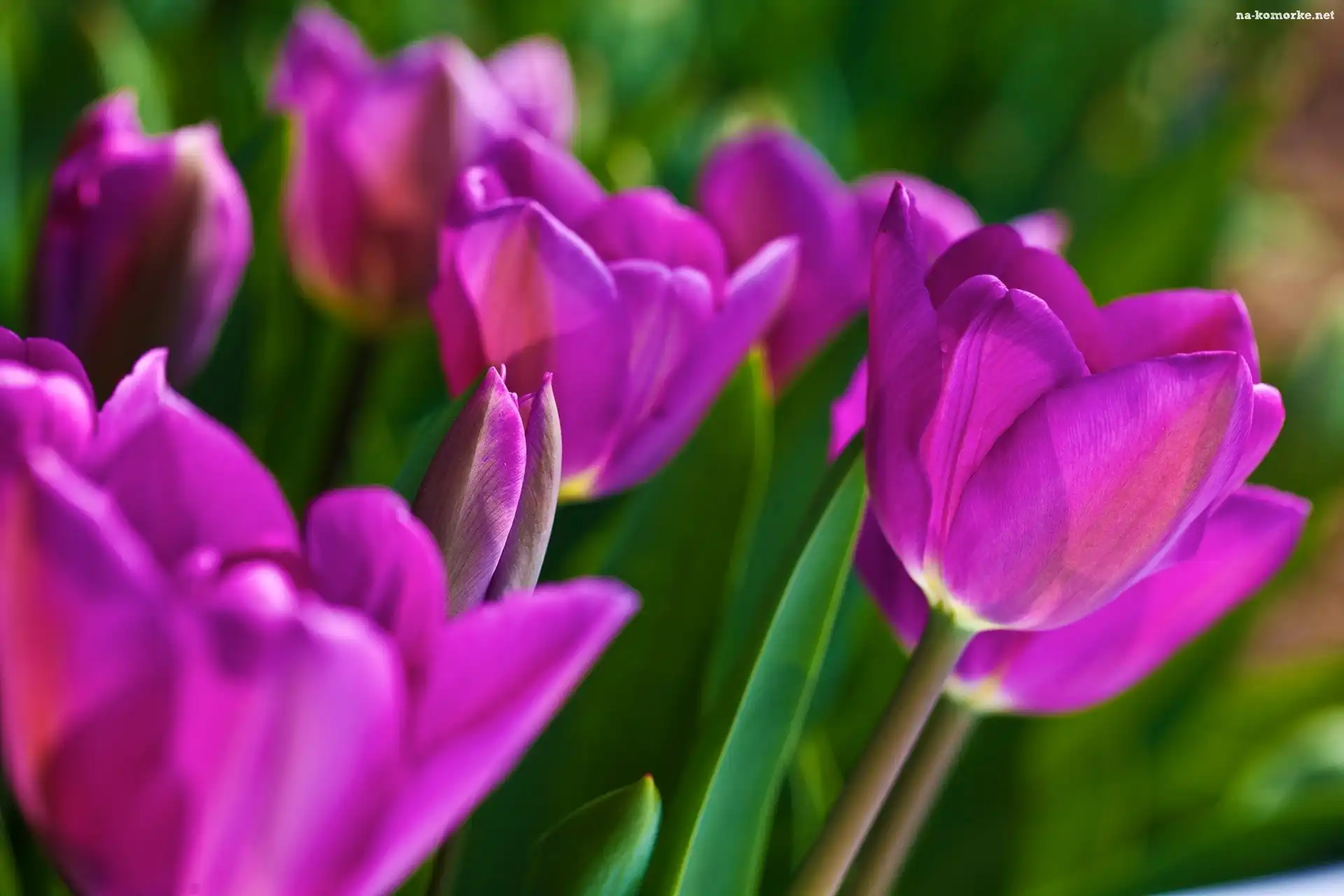 Fioletowe, Tulipany
