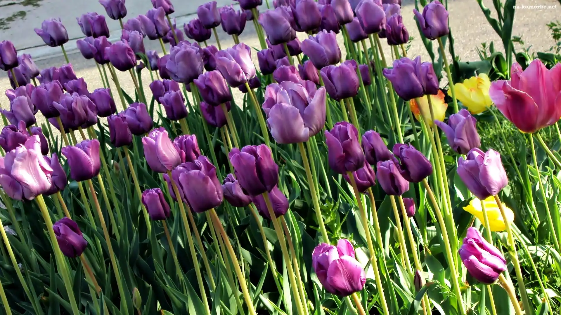 Fioletowe, Tulipany