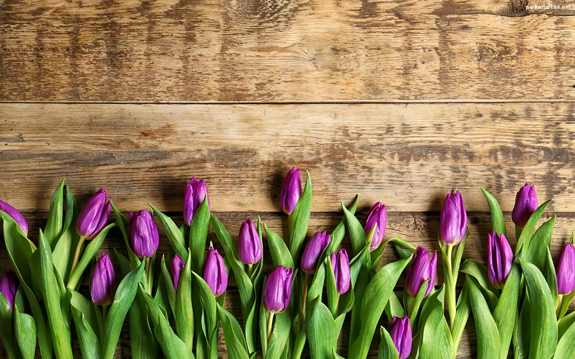 Tulipany, Deski, Kwiaty, Fioletowe