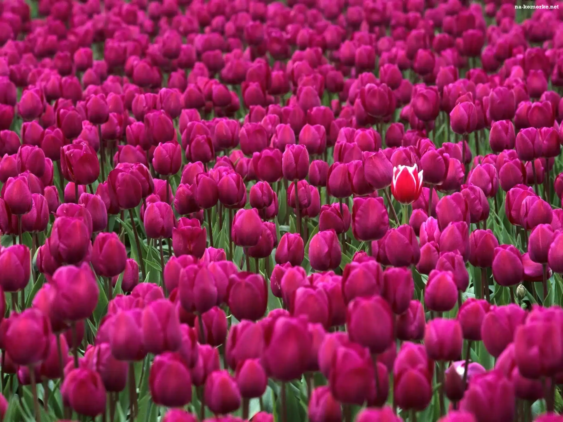 Fioletowe, Tulipany