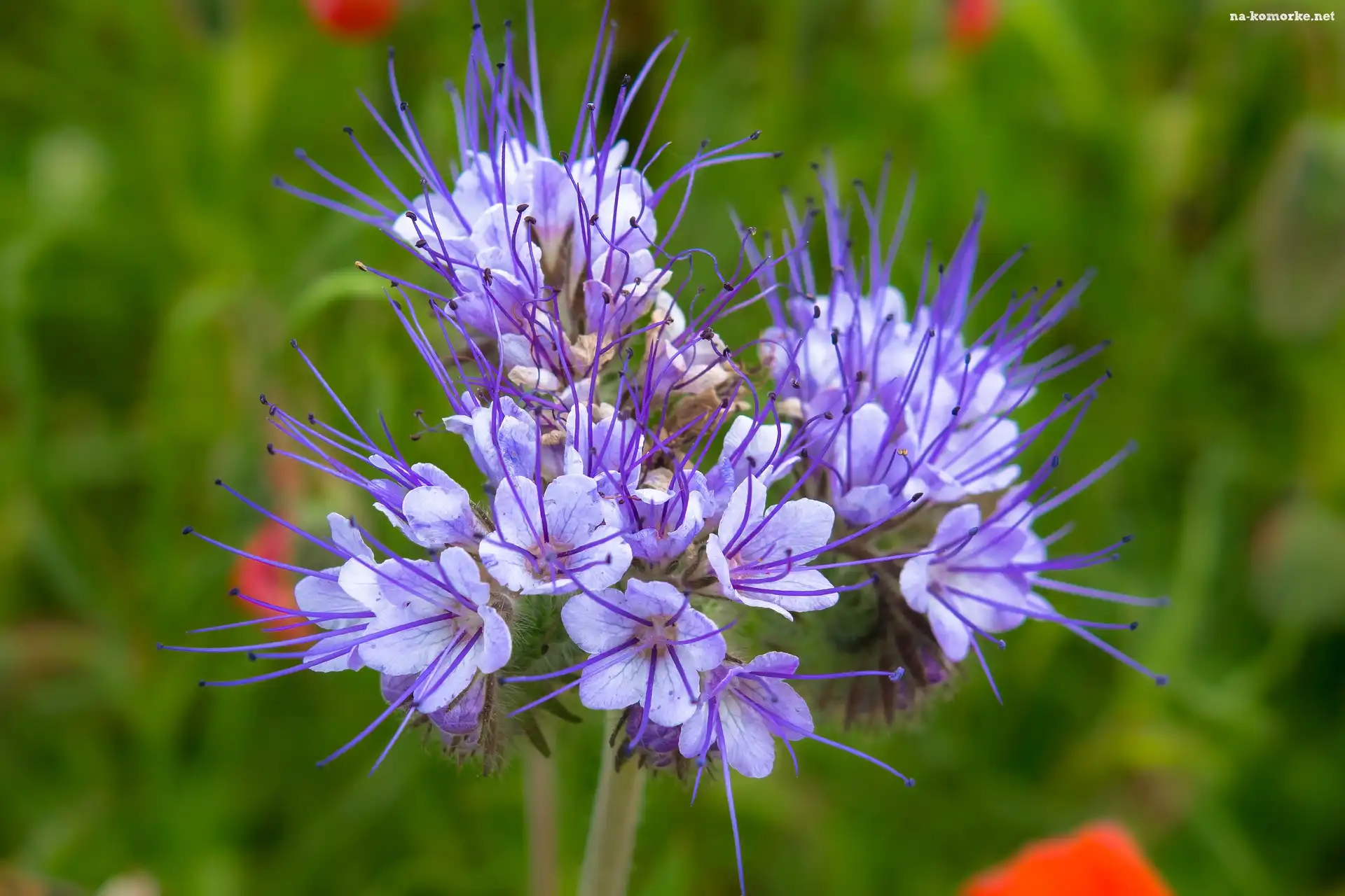 Facelia, Fioletowy, Kwiat
