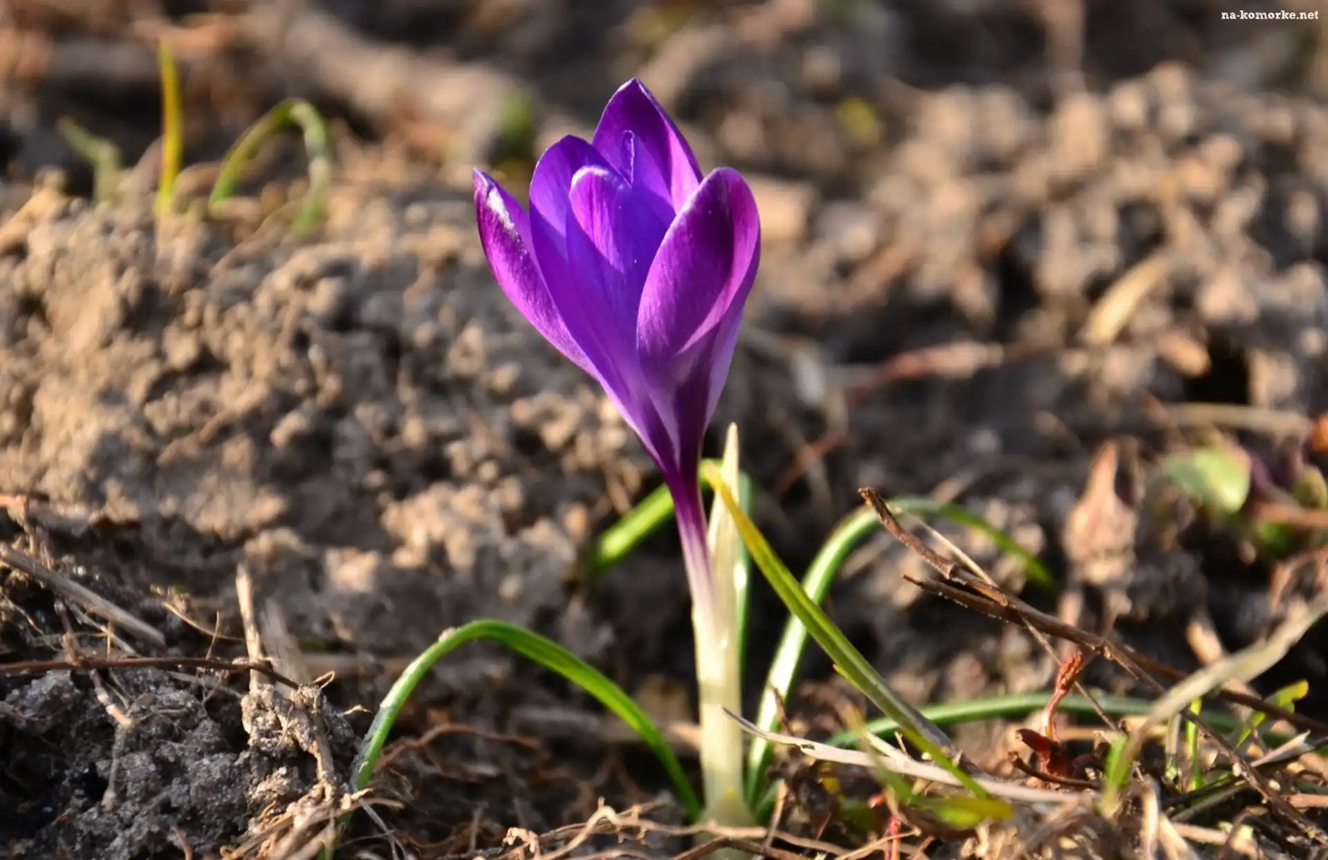 Fioletowy, Krokus