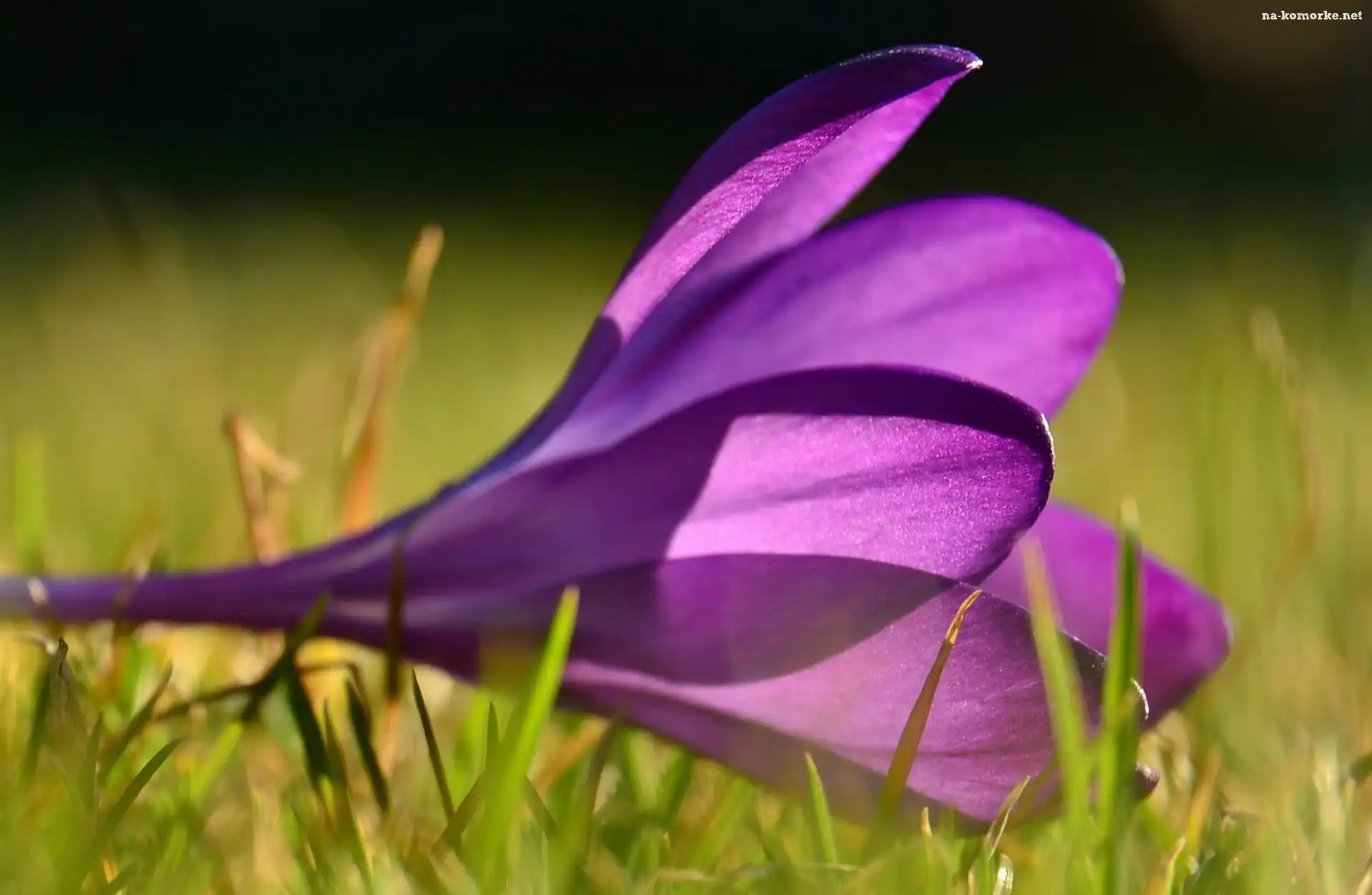 Fioletowy, Krokus
