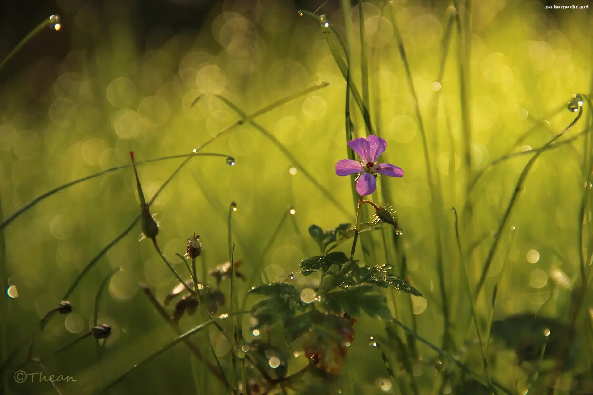Fioletowy, Bokeh, Kwiatek, Trawa