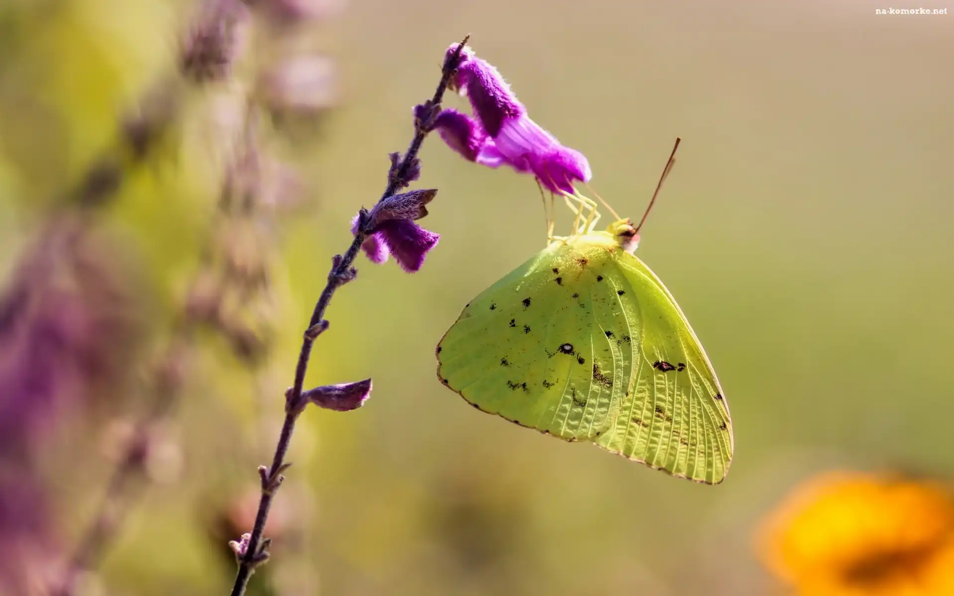 Fioletowy, Motyl, Żółty, Zbliżenie, Szlaczkoń, Kwiat
