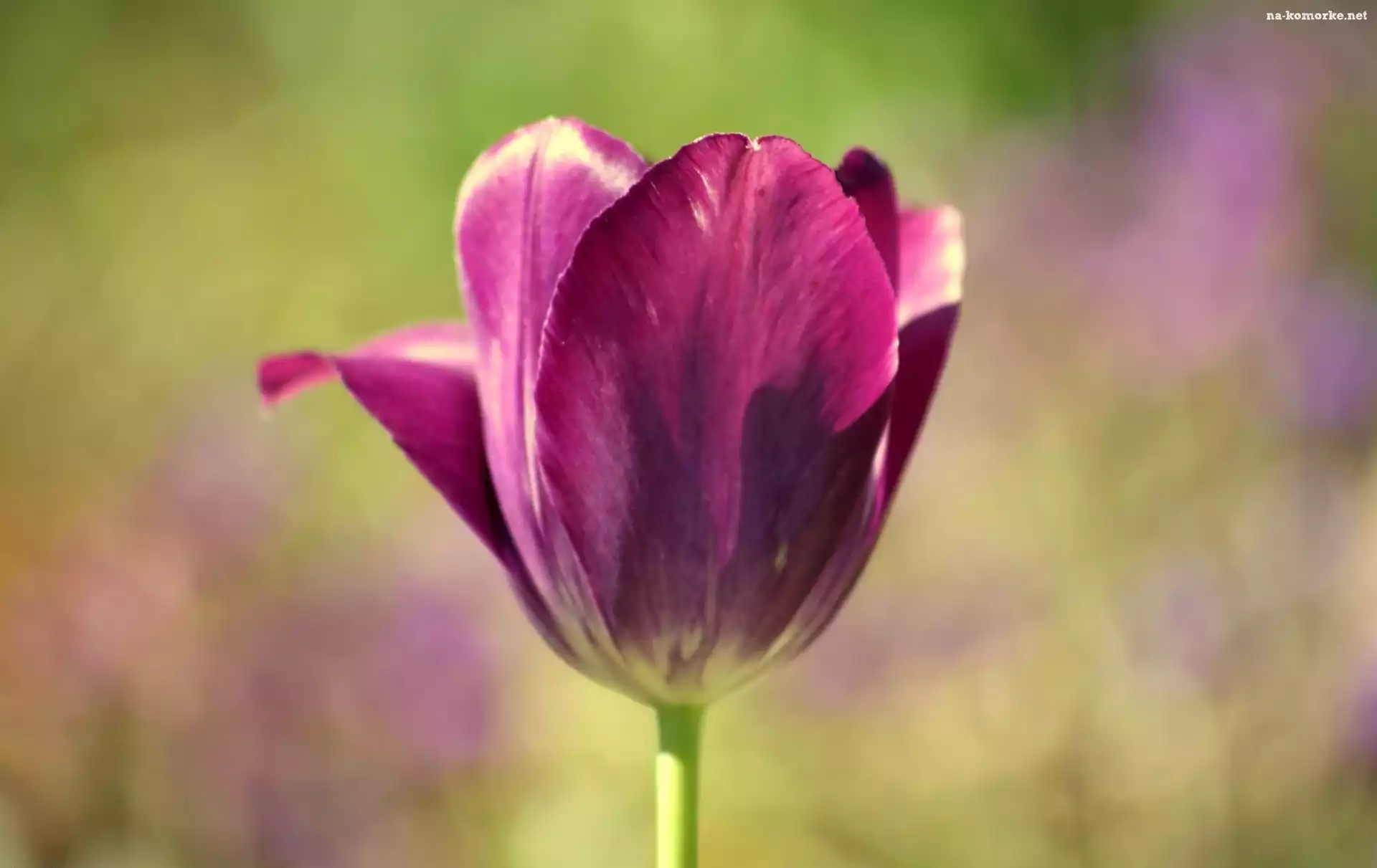Fioletowy, Tulipan