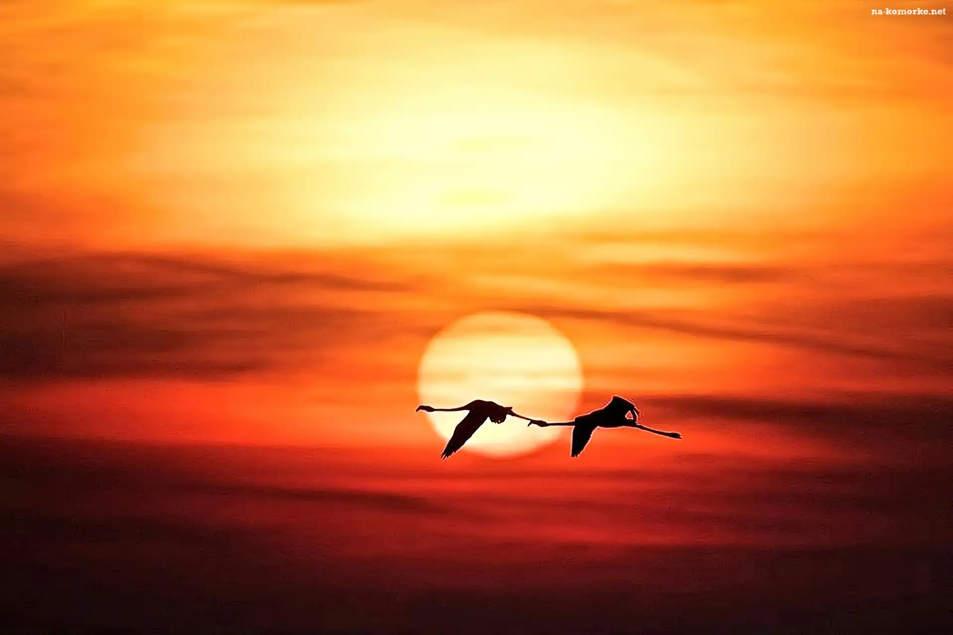 Flamingi, Słońca, Lot, Zachód
