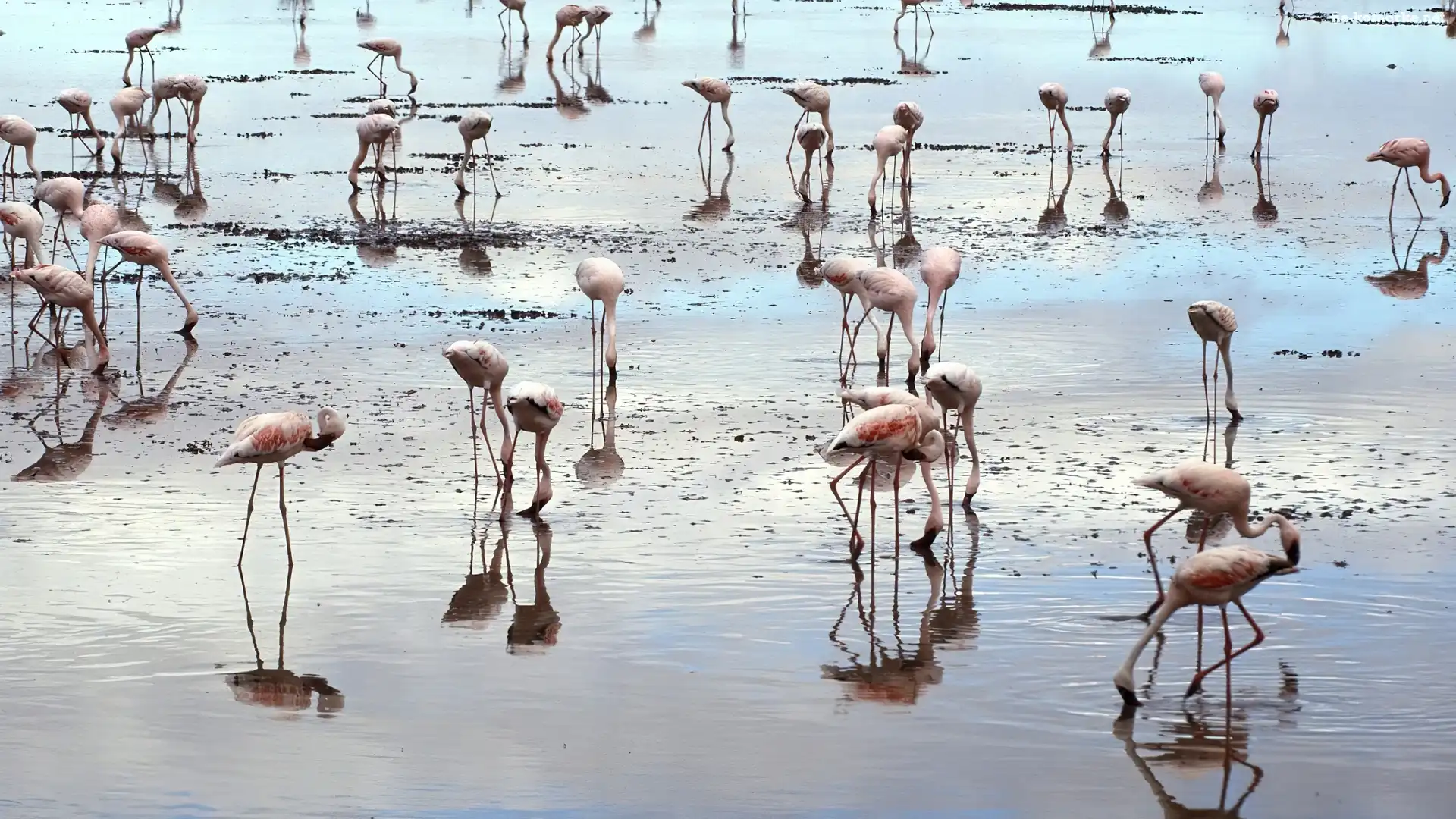 Flamingi, Woda