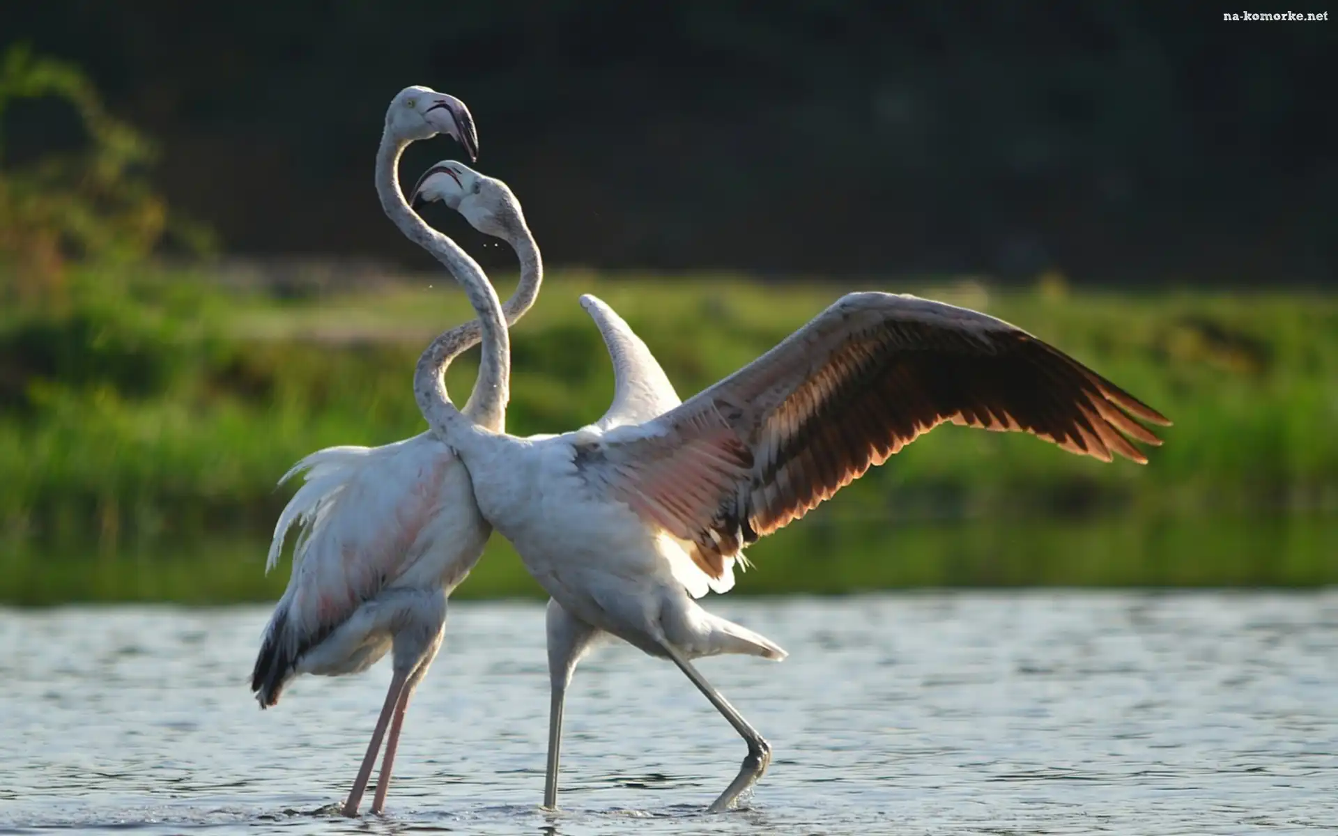 Flamingi, Woda