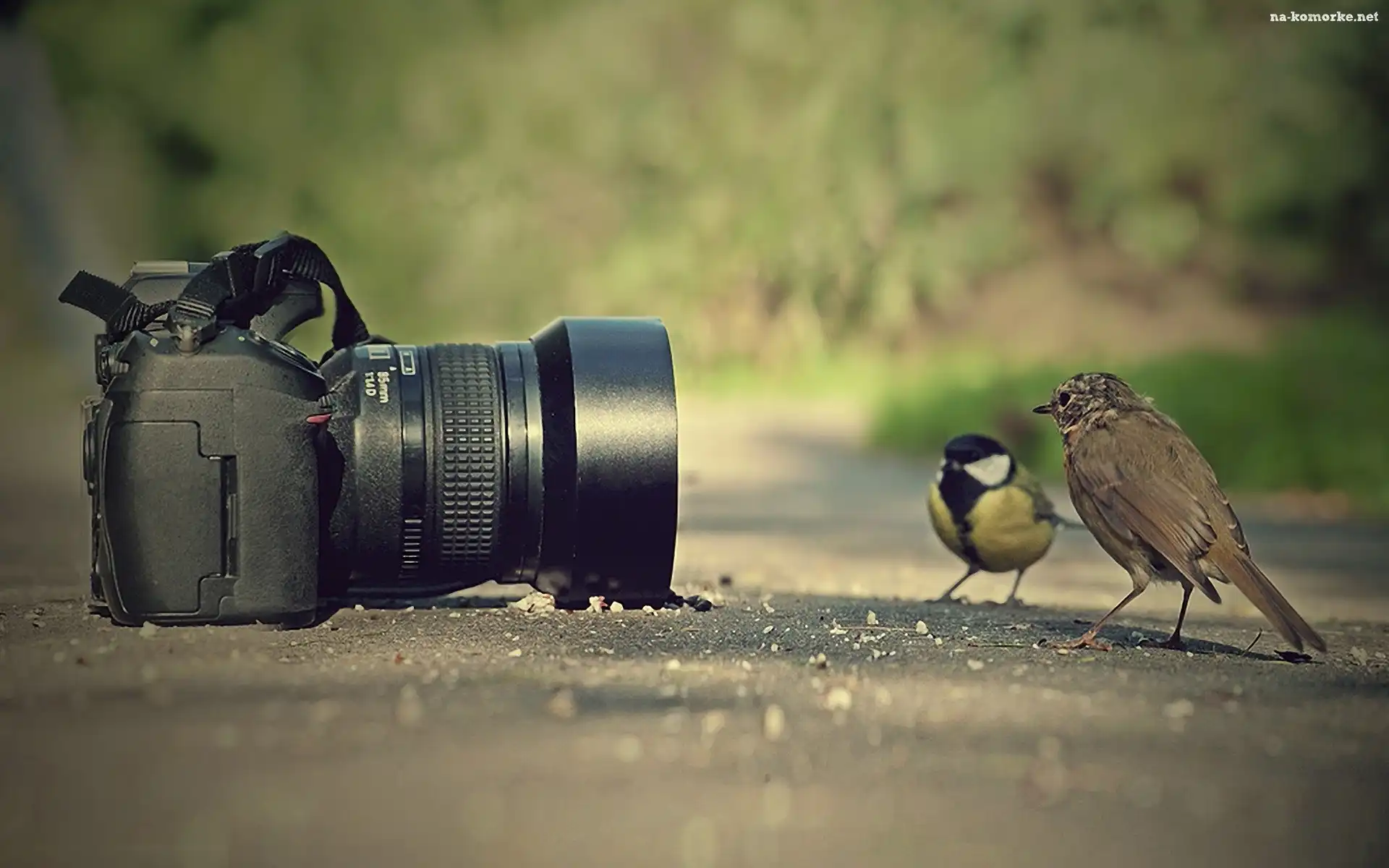 Aparat, Fotograficzny, Ptaki