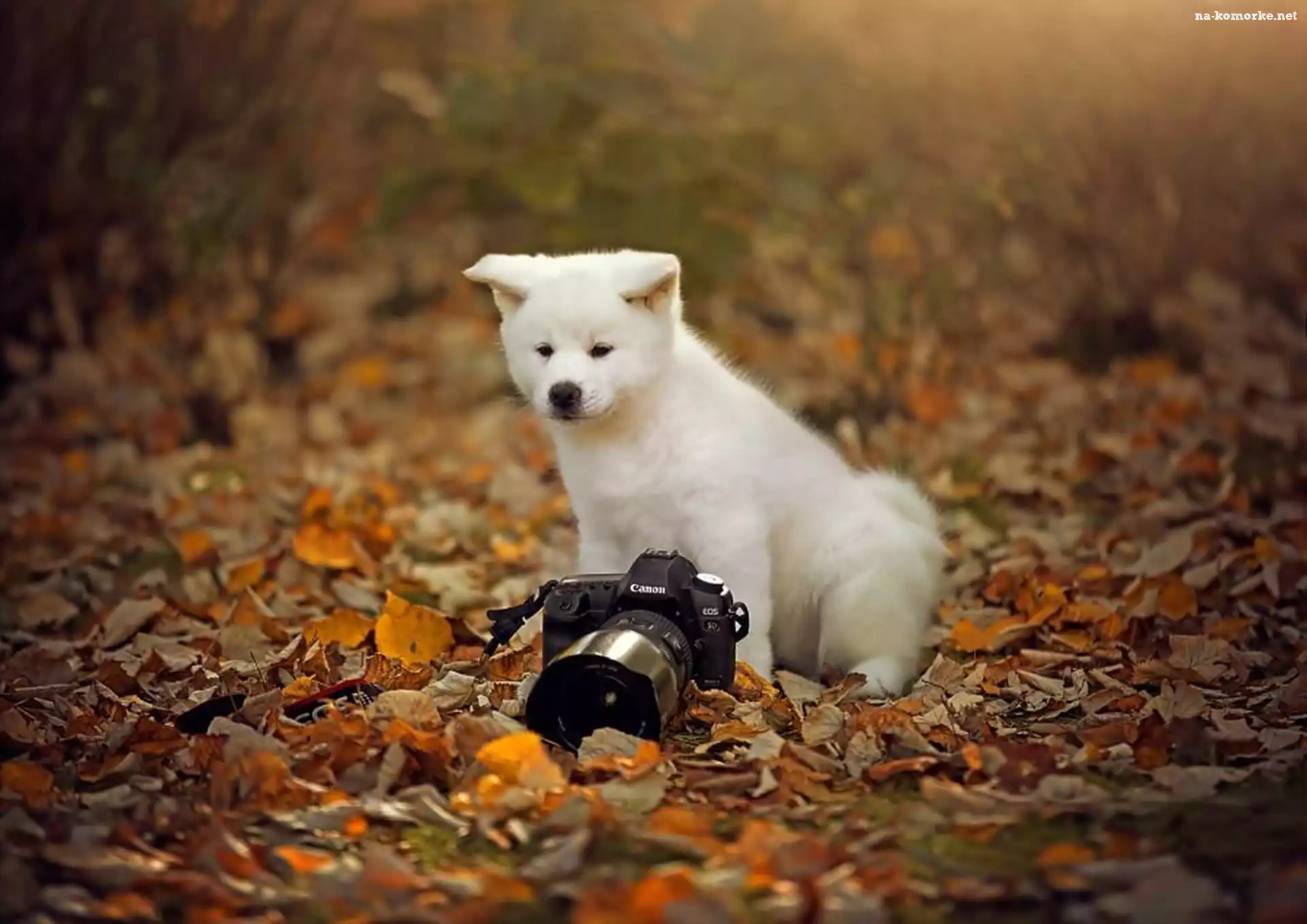 Mały, Fotograficzny, Jesień, Szczeniaczek, Łąka, Liście, Aparat
