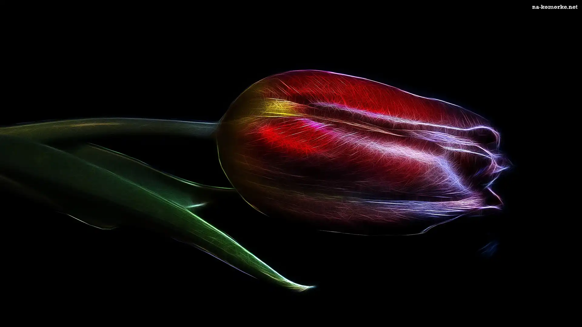 Fractalius, Tulipan, Czerwony, Tło, Grafika, Ciemne