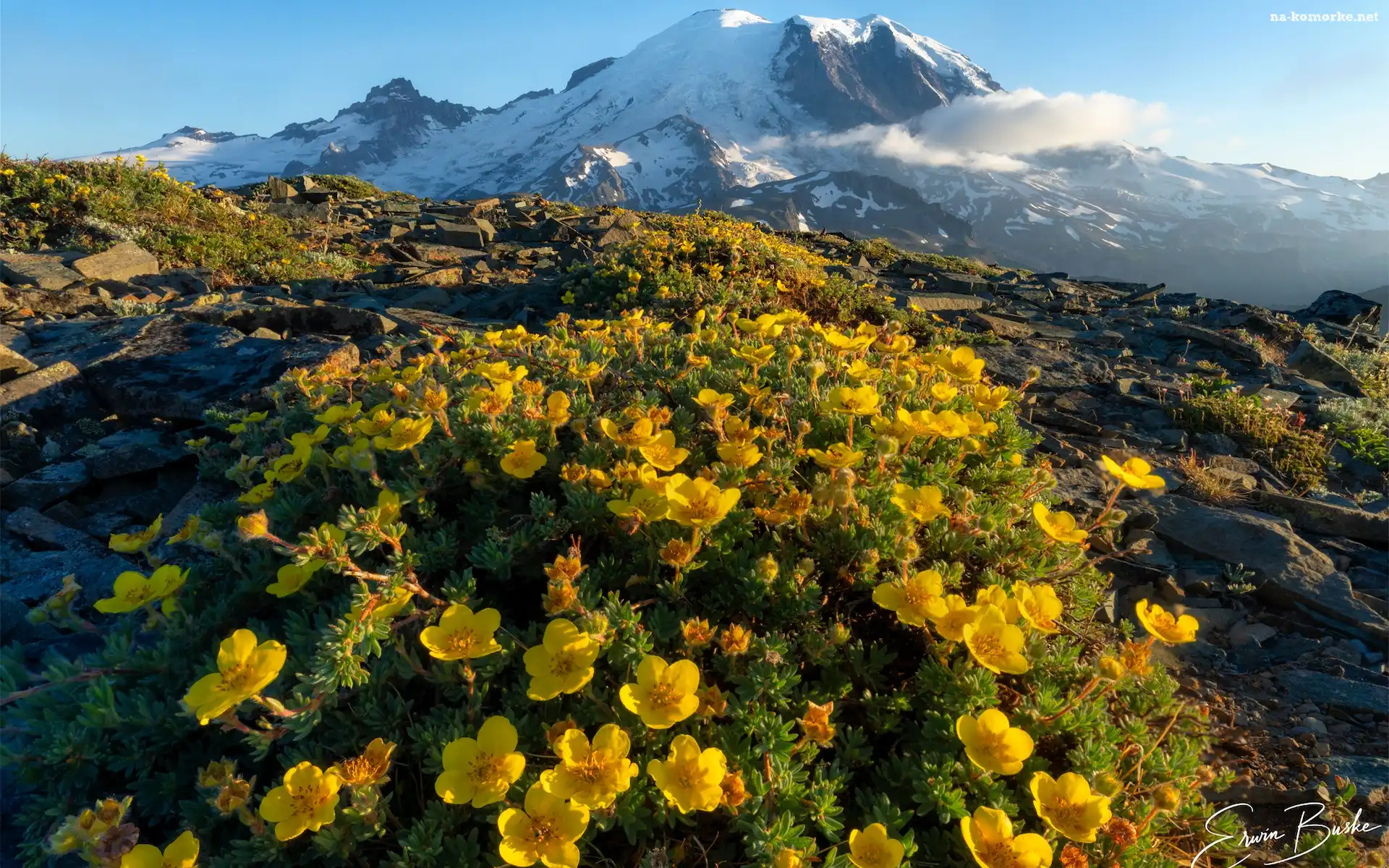 Szlak Widokowy Mount Fremont, Stany Zjednoczone, Góra, Kwiaty, Park Narodowy Mount Rainier, Waszyngton