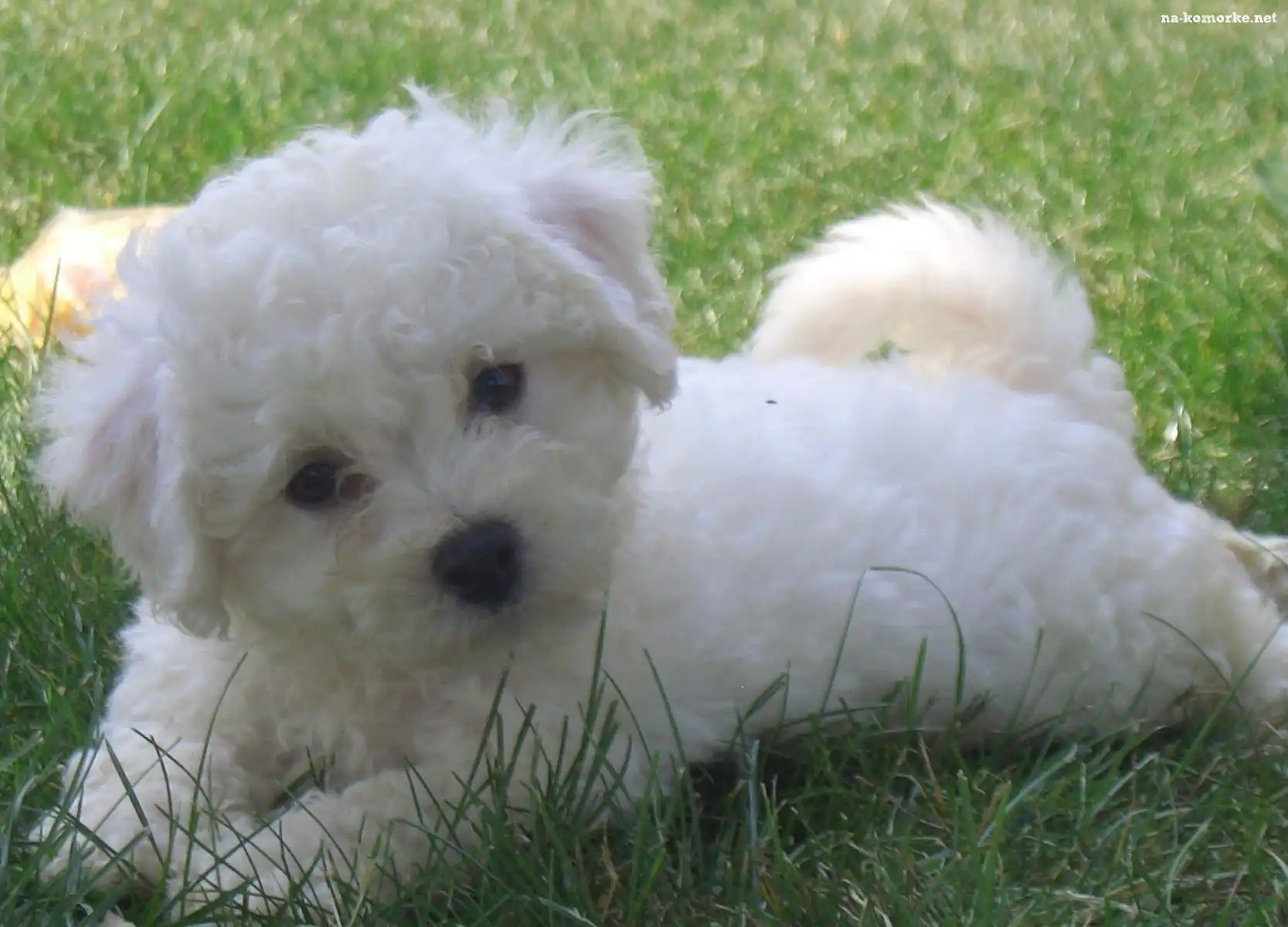Bichon frise, trawa