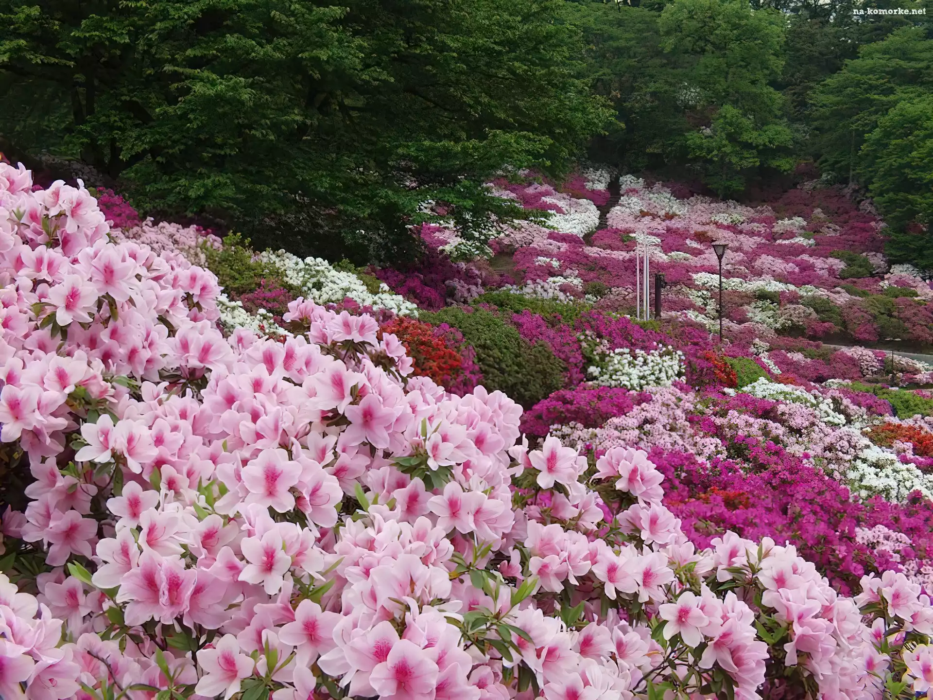 Fukushima, Ogrody, Park, Kwiaty, Azalie