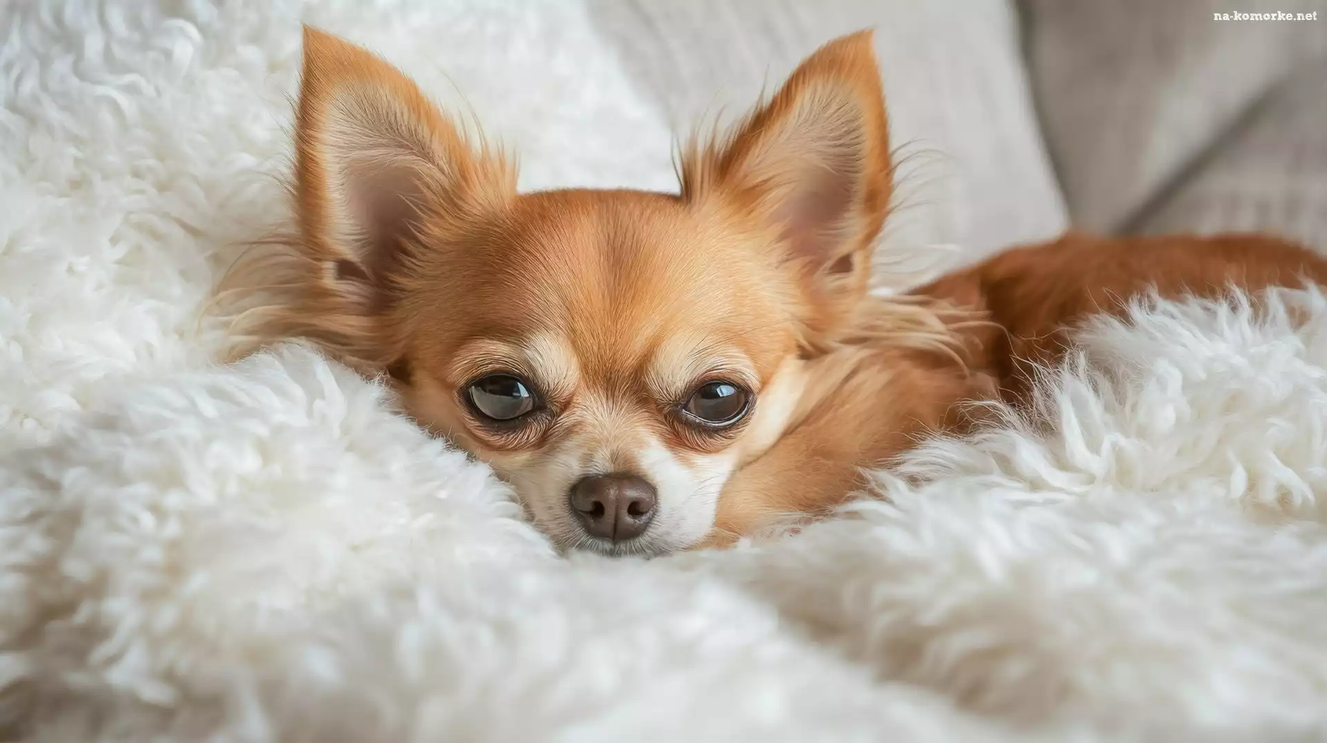 Pled, Grafika, Chihuahua, Futrzany