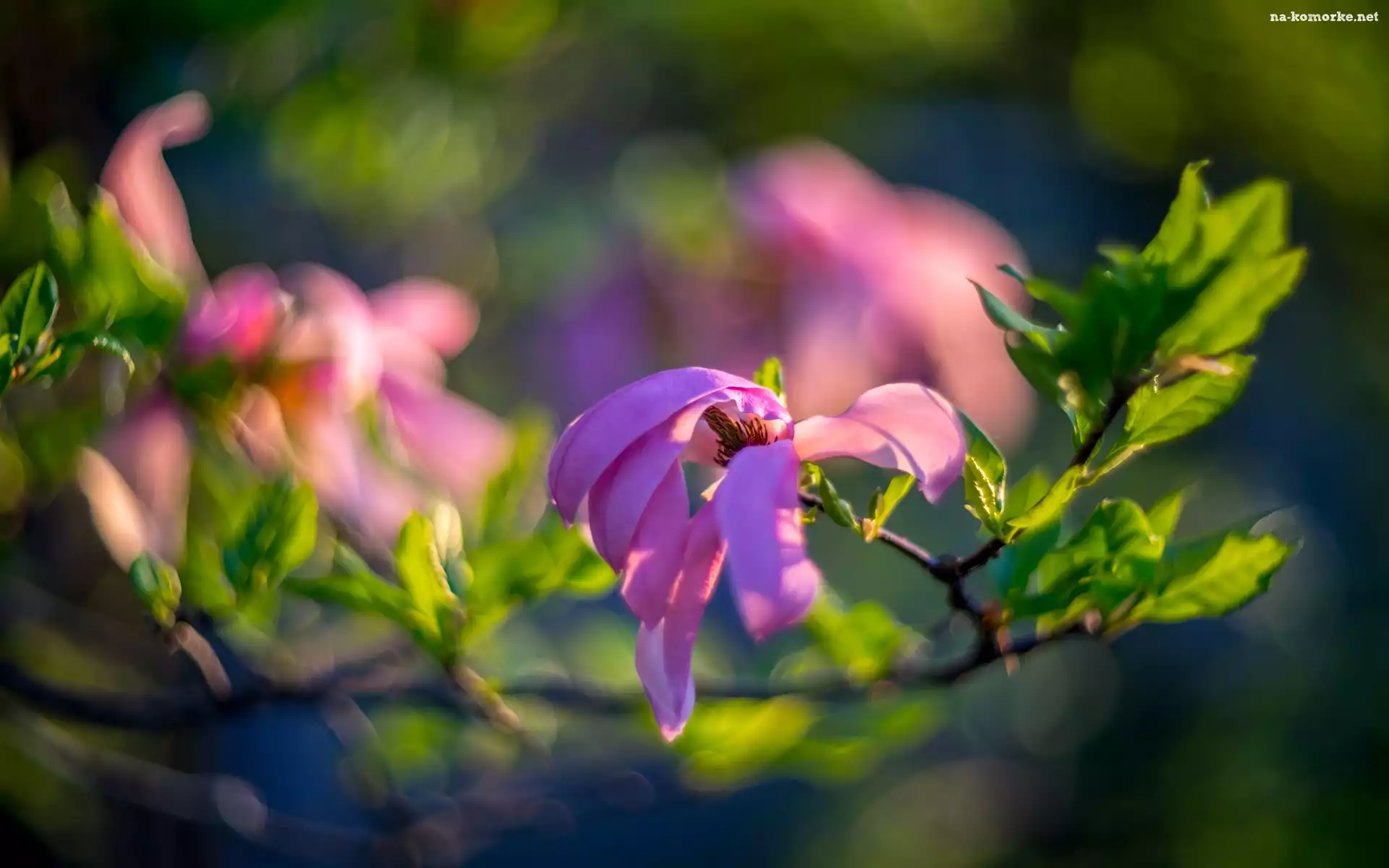 Gałąź, Rozmyte tło, Kwiaty, Magnolia