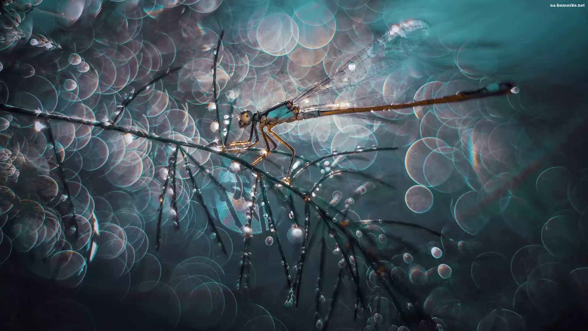 Krople, Bokeh, Ważka, Gałązka