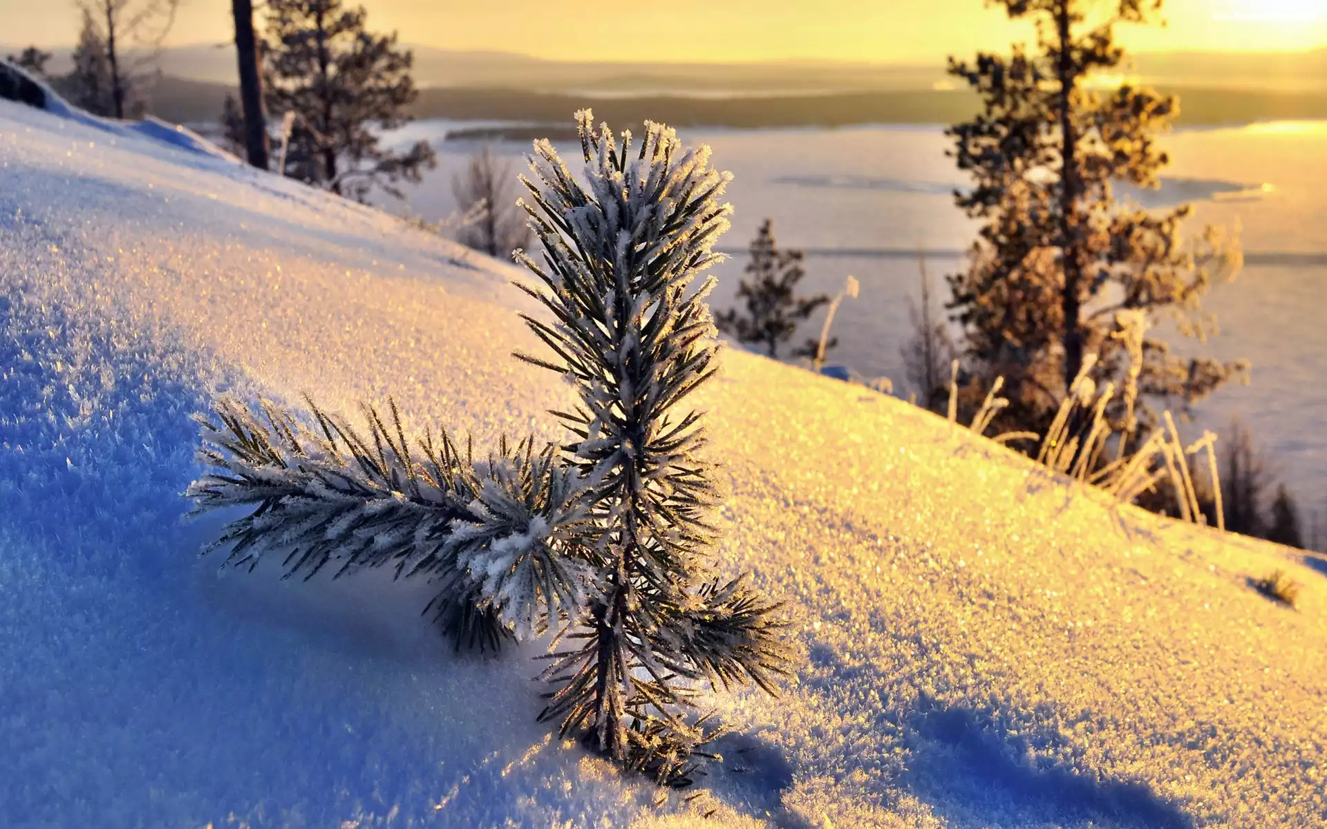 Śnieg, Poranek, Gałązka, Sosny