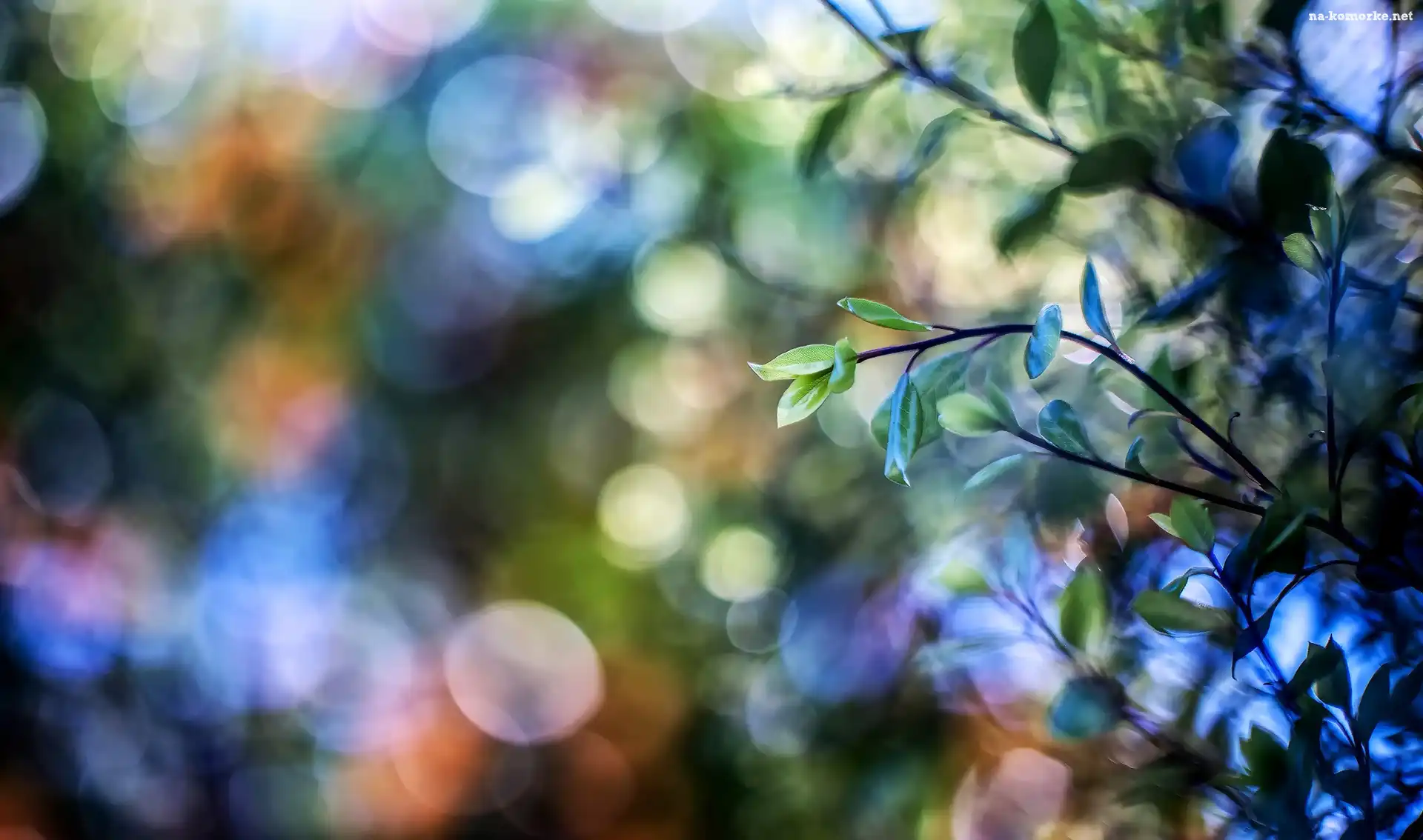 Gałązki, Bokeh, Liście, Światło