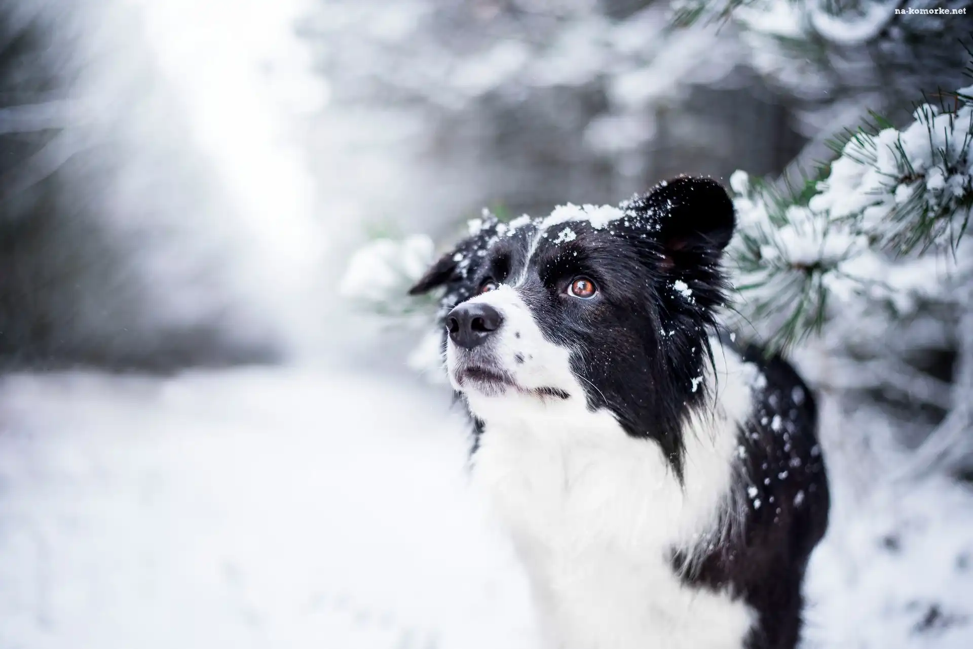 Gałązki, Pies, Border collie, Zima, Śnieg