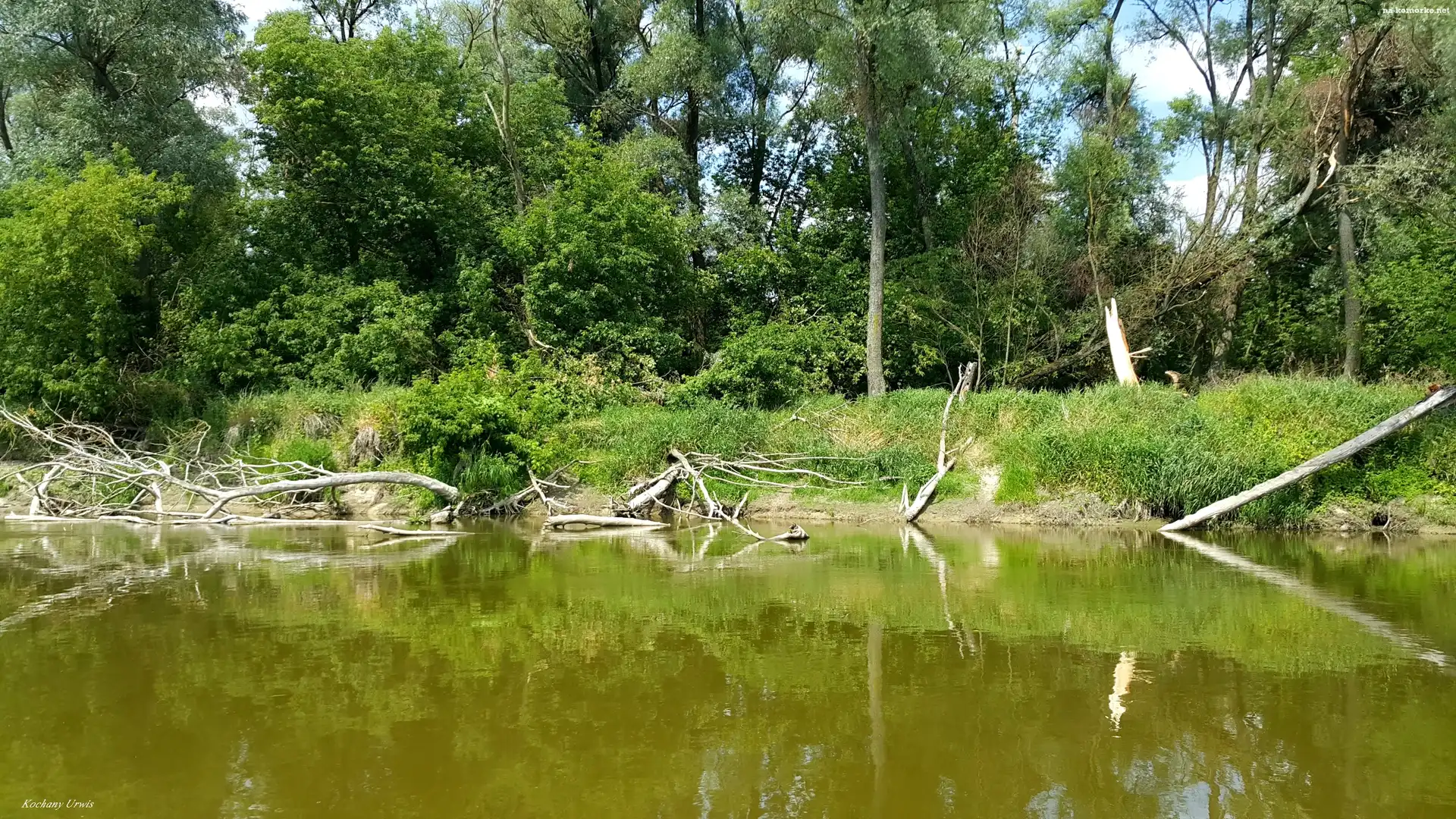 Gałęzie, Rzeka, Drzewa, Brzeg, Połamane