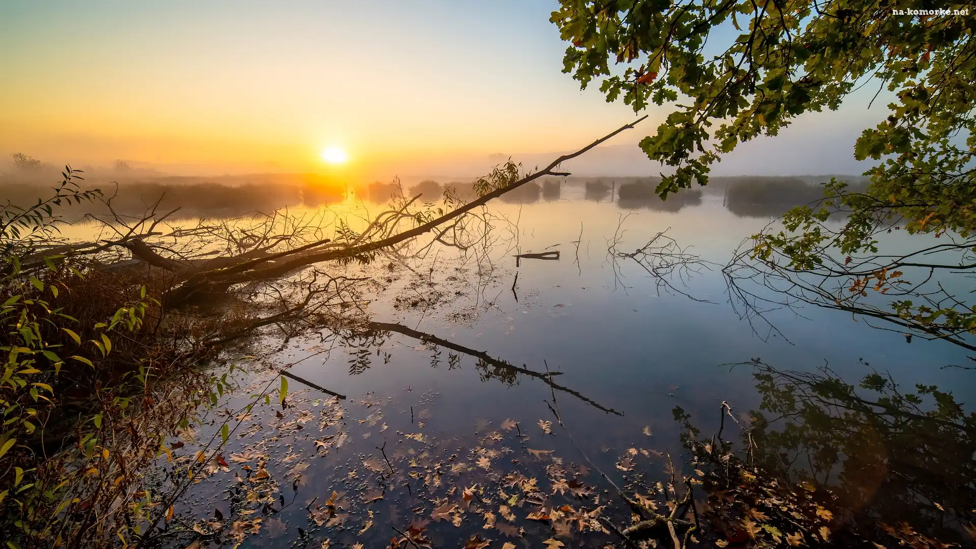 Gałęzie, Wschód słońca, Mgła, Jezioro, Drzewo