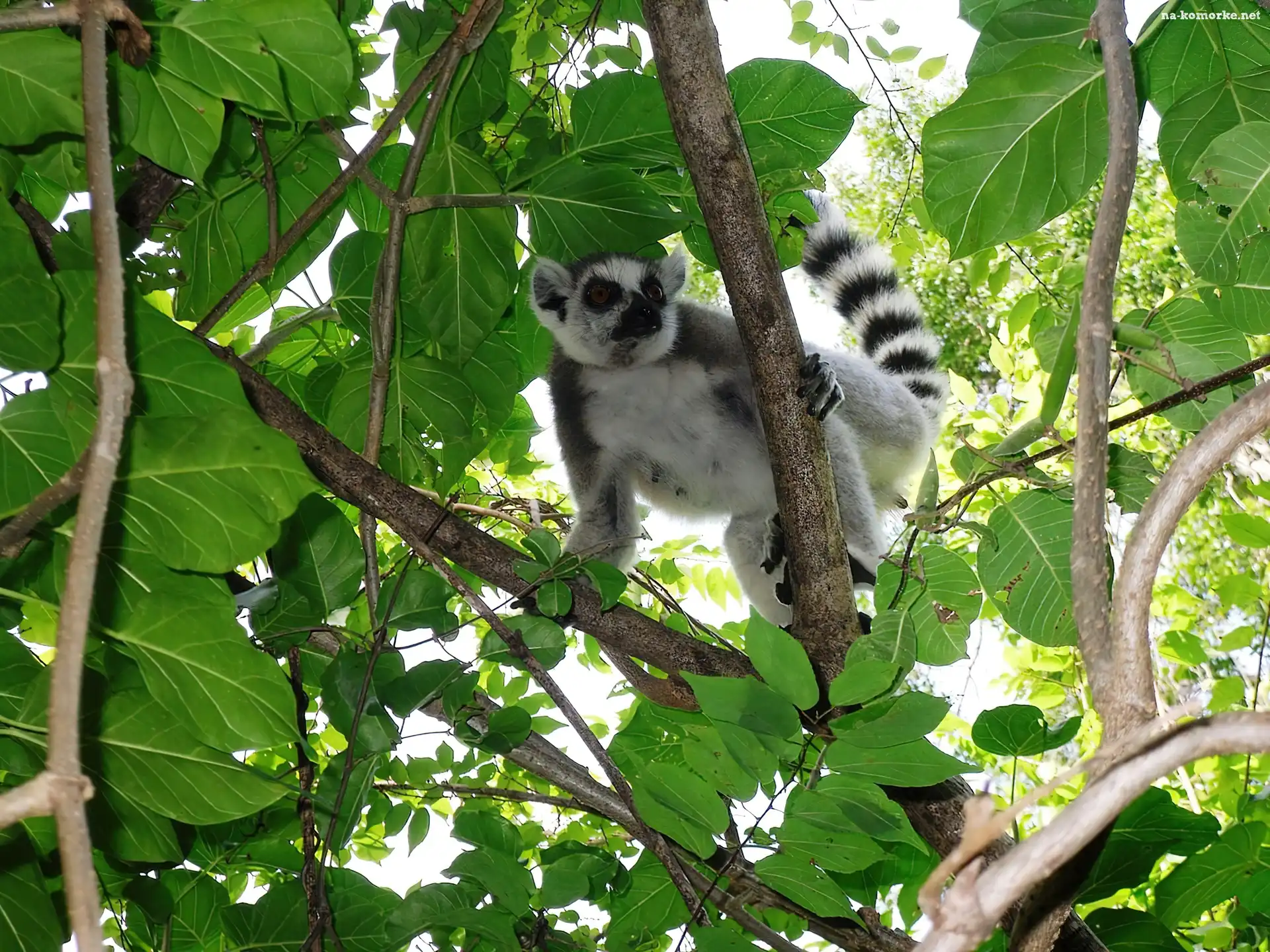 Lemur, Gałęzie, Liście