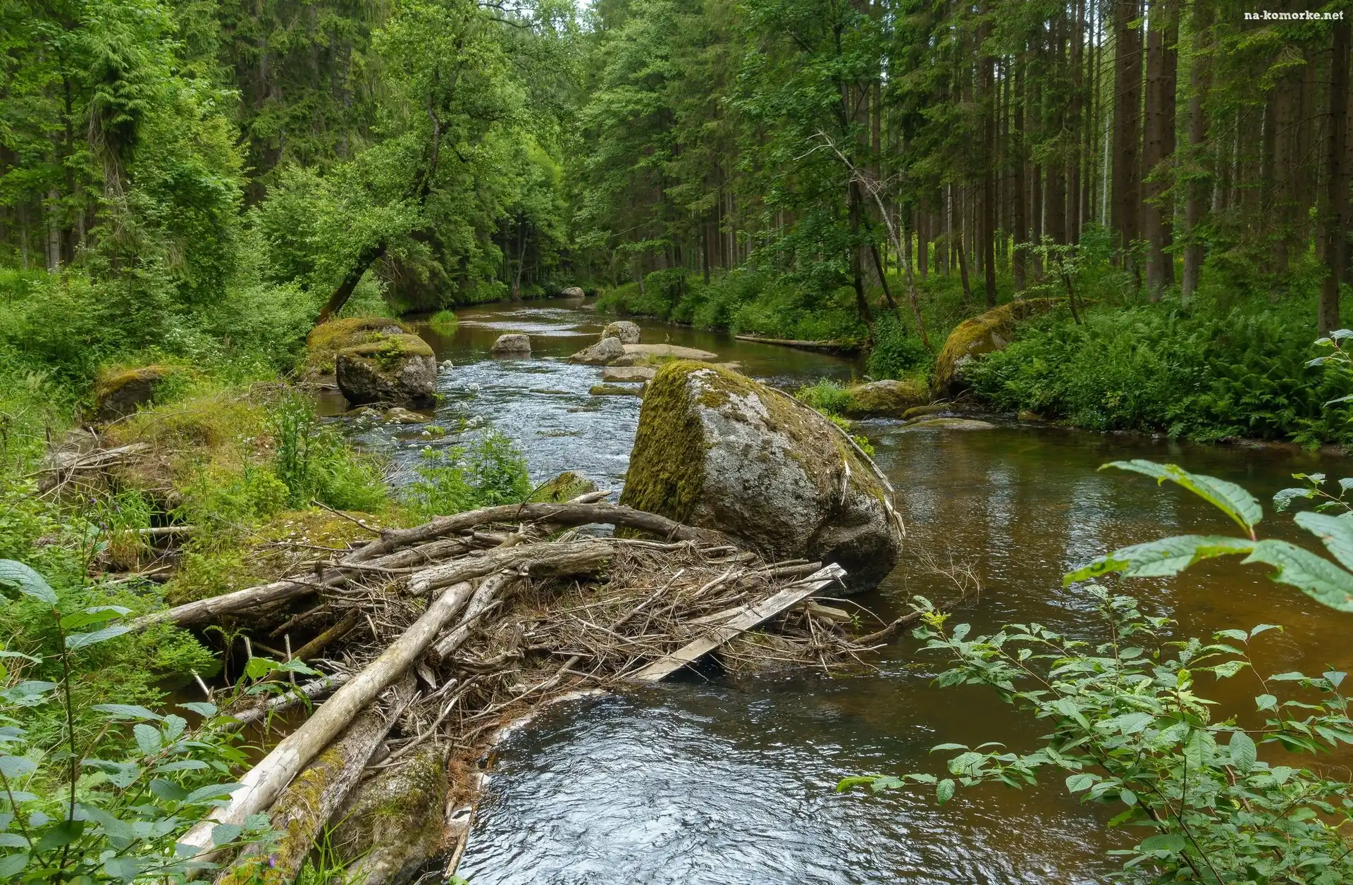 Rzeka, Gałęzie, Rośliny, Las, Kamienie, Drzewa, Konary