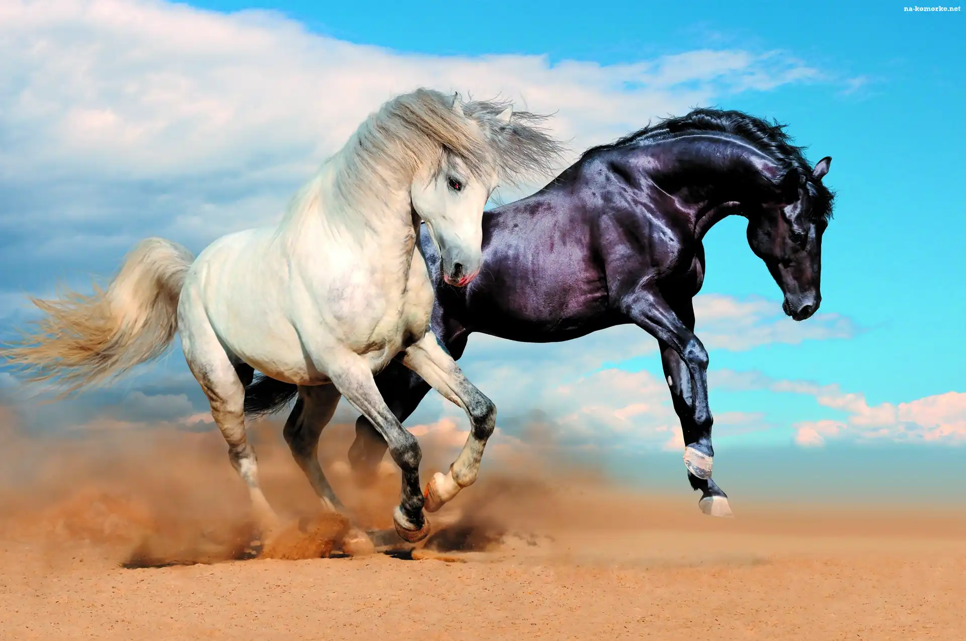 Galop, Dwa, Konie, Czarny, Biały