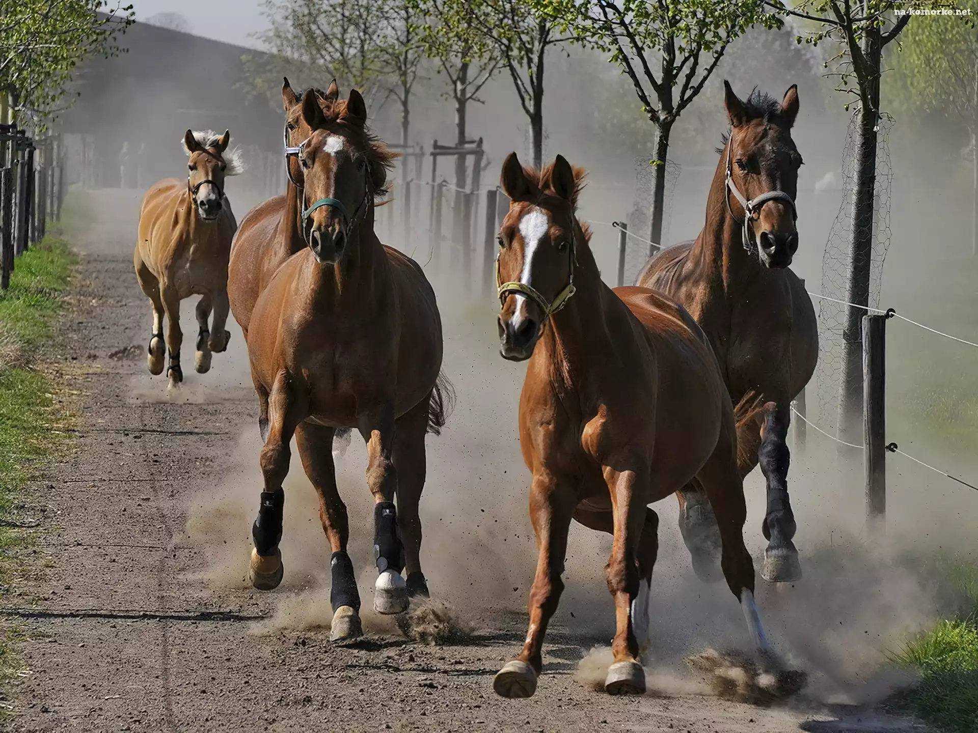 Konie, Galop, Drzewa
